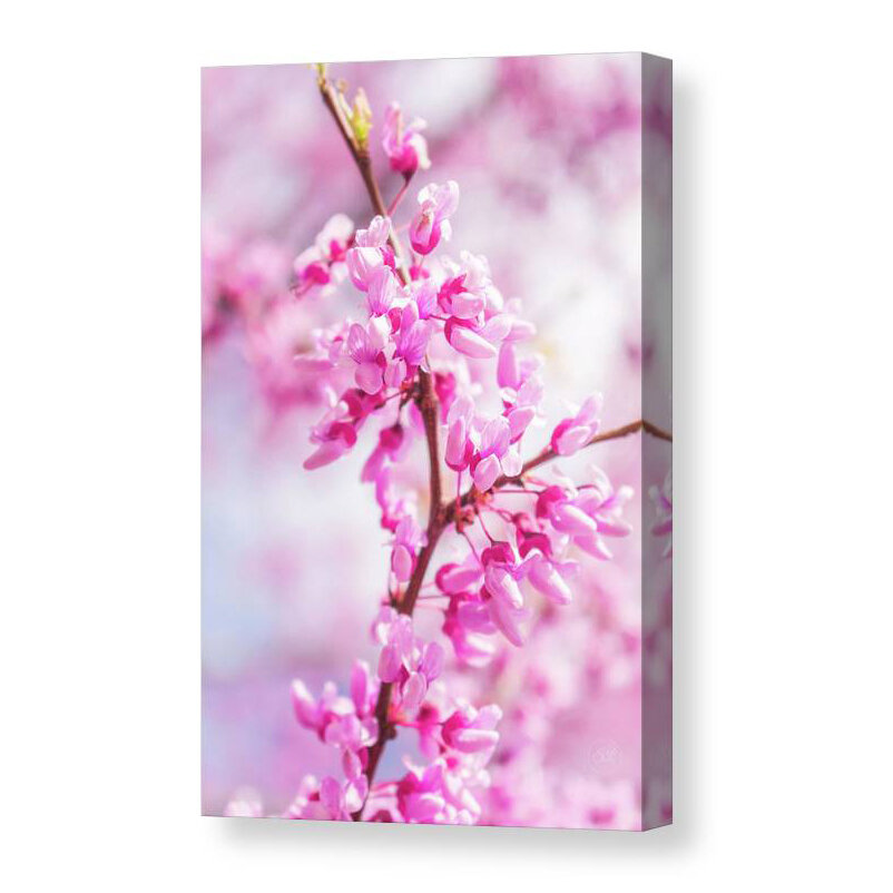 eastern redbud blossom canvas.jpeg