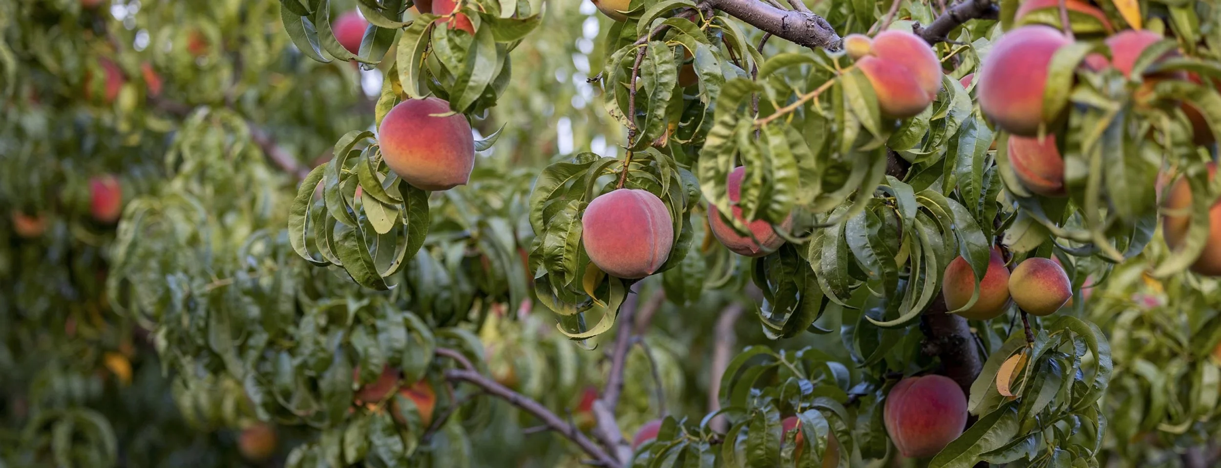 Peach Week 2026