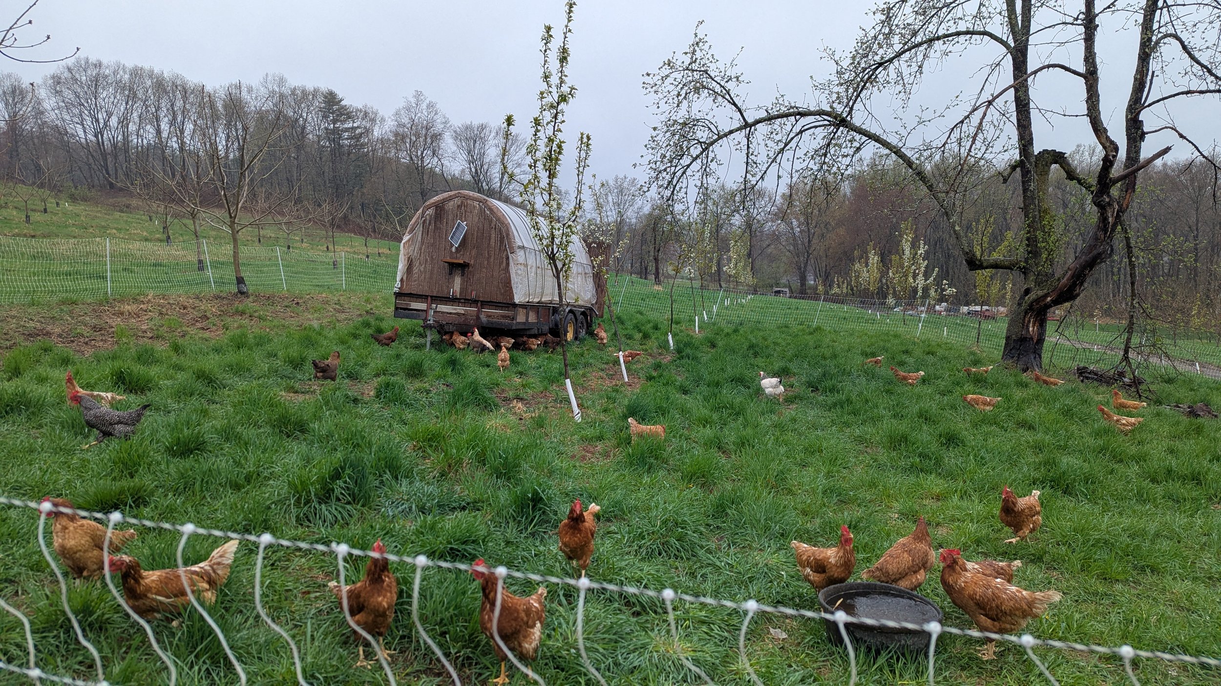 hens orchard.jpg