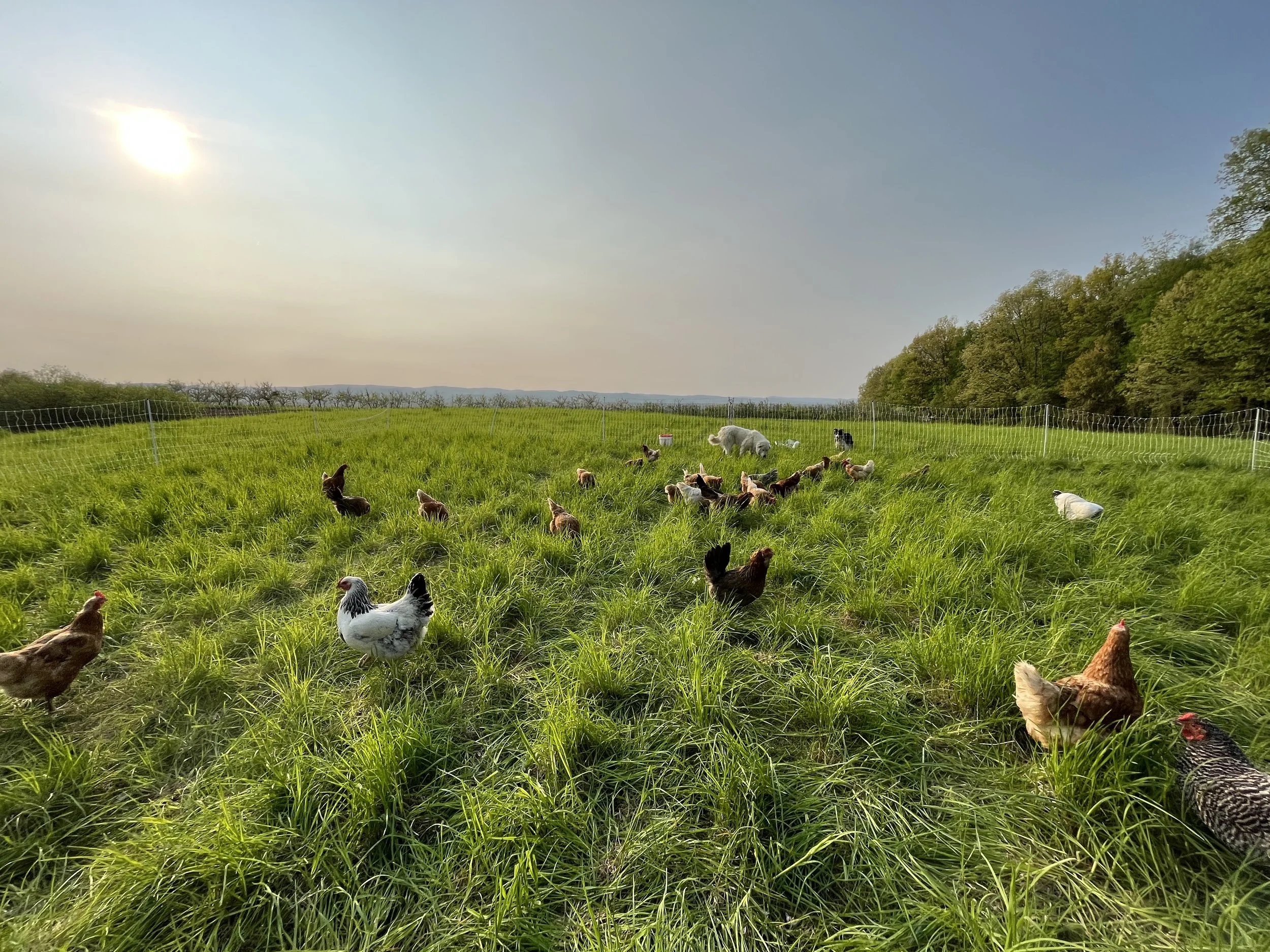 hens pasture.jpg