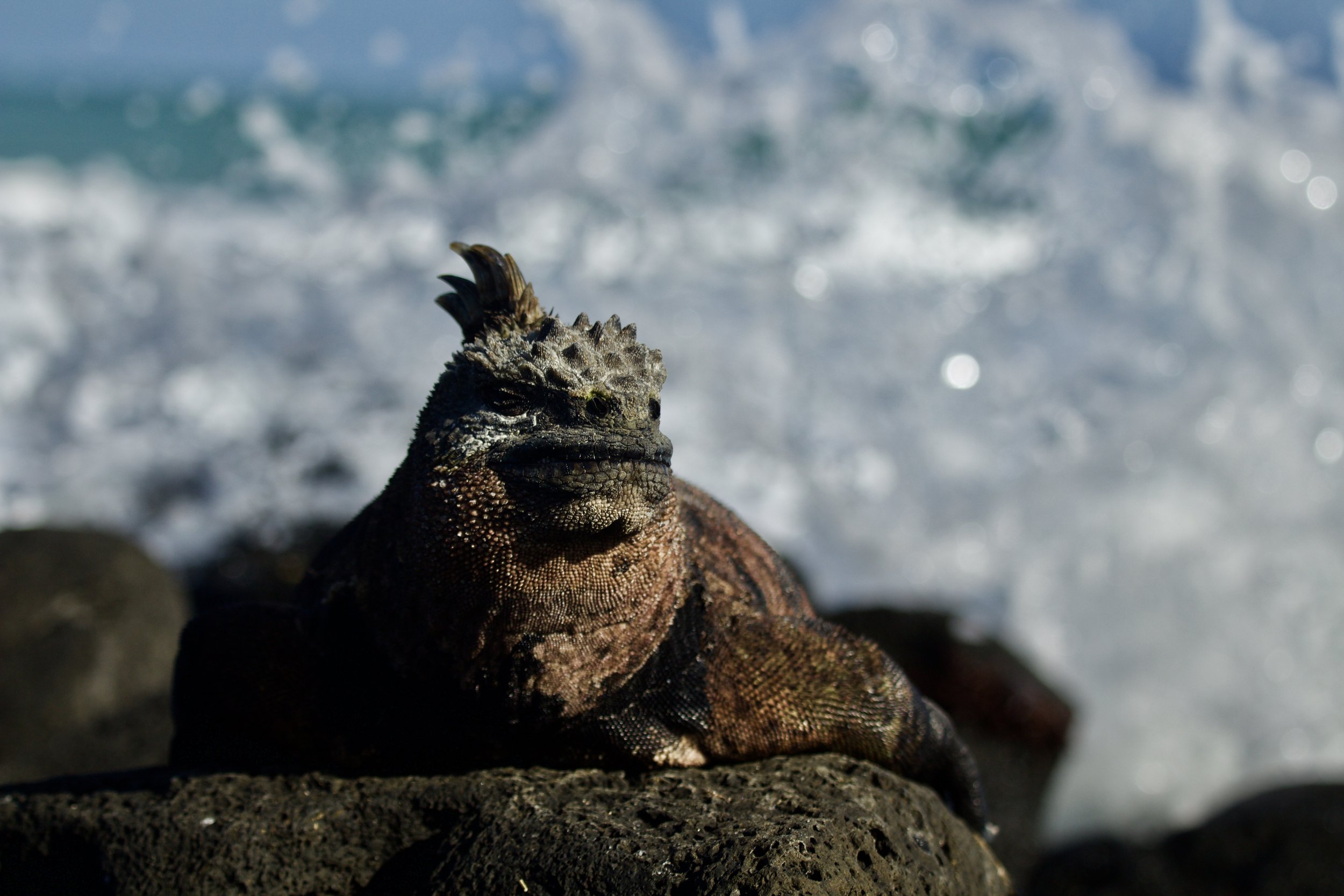 Marine Iguana