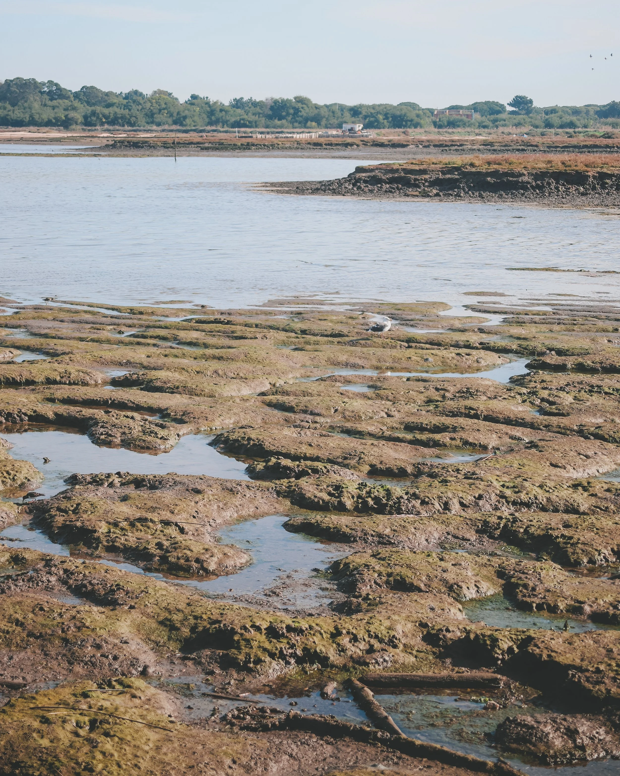 Cais Palafitico da Carrasqueira um Tesouro Escondido em Portuga.jpg