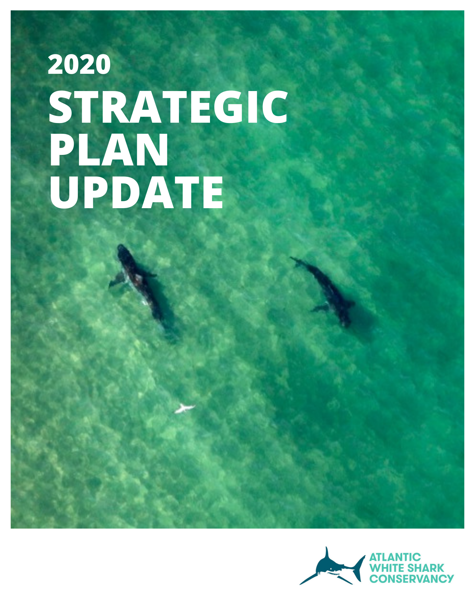 Atlantic White Shark Conservancy | collateral design