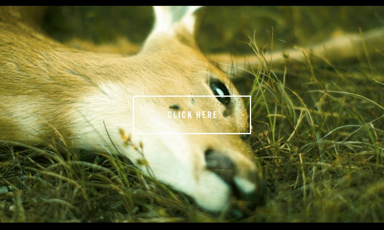 OUR FILMS — Top Hat Productions