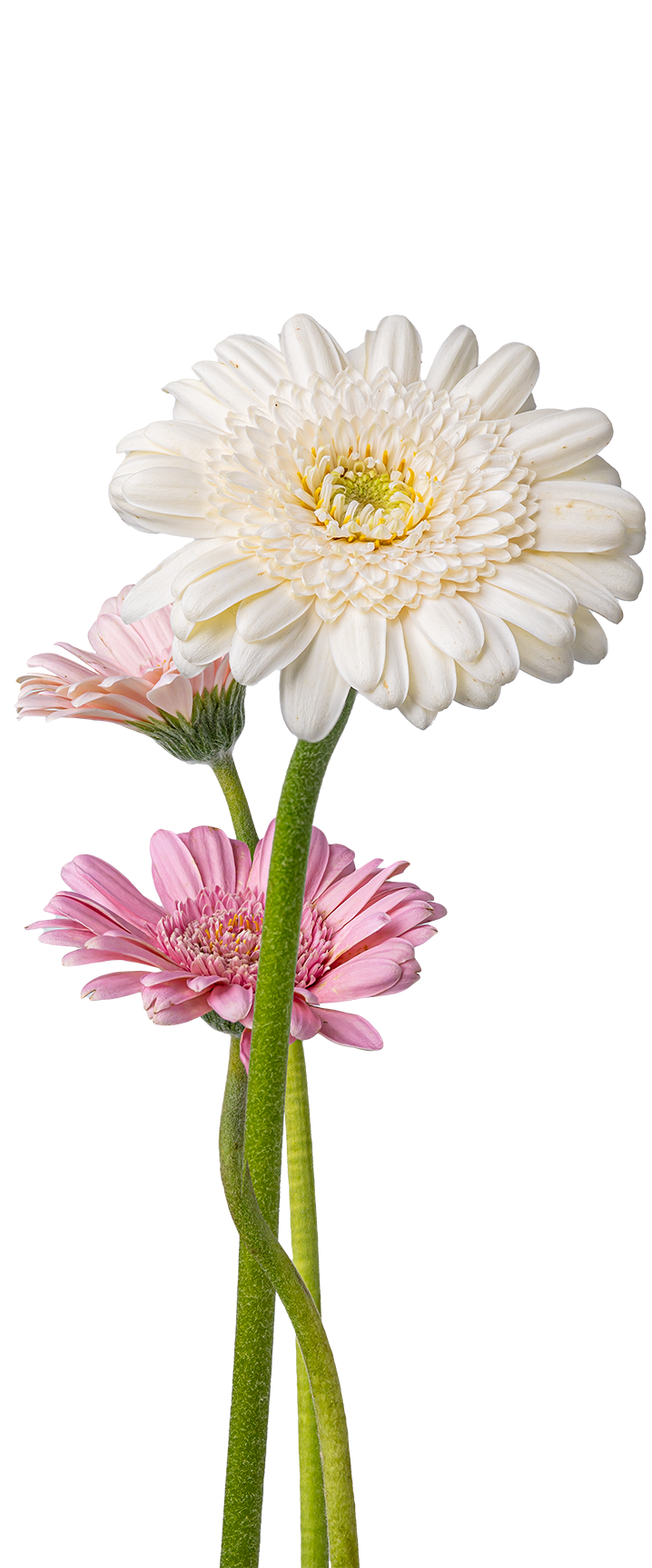 Close-up of three blooming Gerbera daisies on green stems, including a large white flower in the center with pink flowers on either side.
