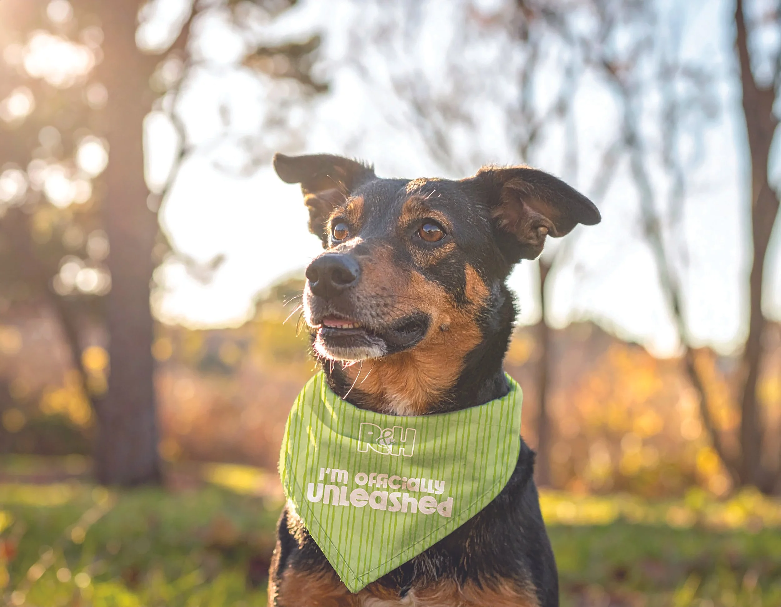 Rise & Heel Dog Training | Brand & Website Design | Passion Project