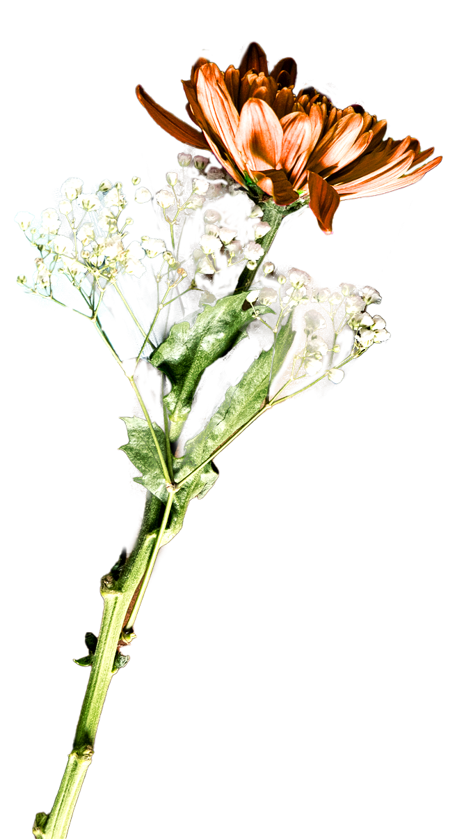 A single flower stem with a large orange flower, white baby's breath, and a few green leaves, placed on a wooden surface next to a black electronic device and a book or notebook.