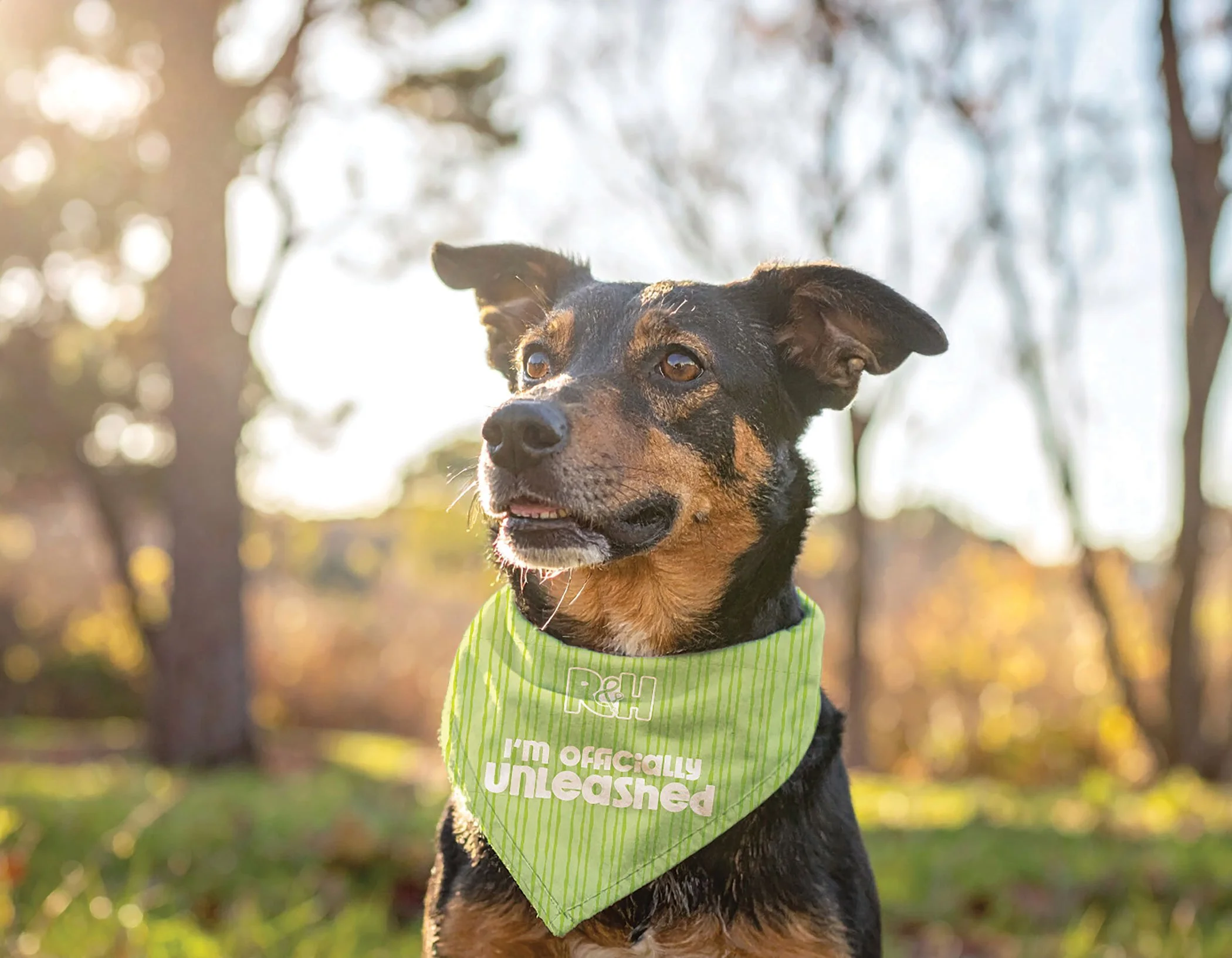 RiseHeel_DogBandana-GraduationMockup-sm.jpg