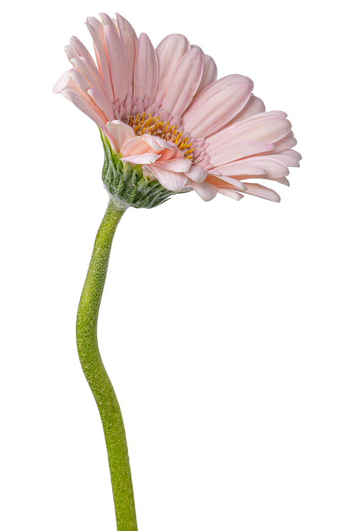 Close-up of a pale pink flower with a green stem and unopened bud against a transparent background.