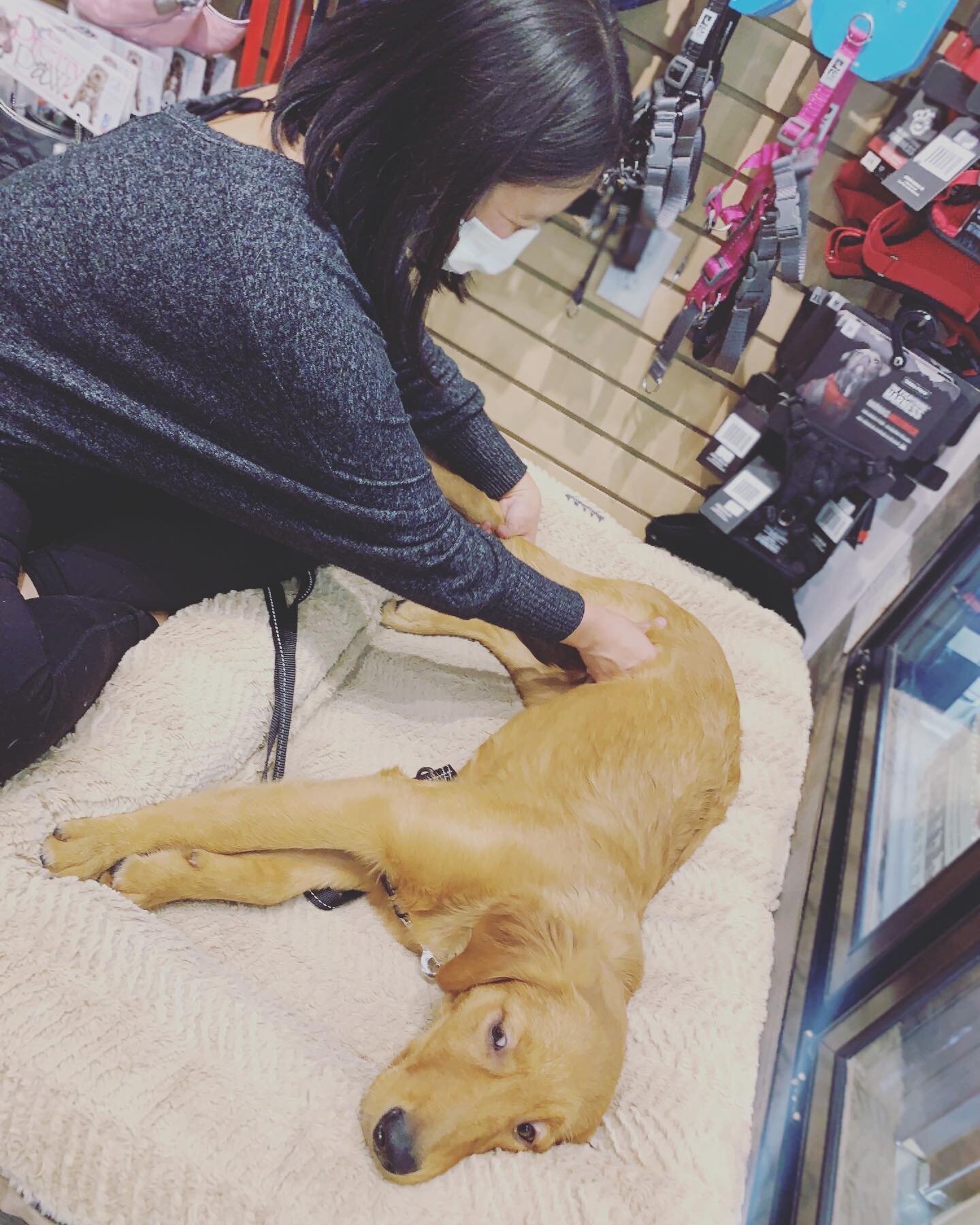 Canine massage for all the stages of dog&rsquo;s life✨ 
.
Strada has been getting massages ever since she was a puppy!  Puppy massage is beneficial for:
.
-learning calm, settle
-tense muscles as they could run like crazy!
-good husbandry, getting us