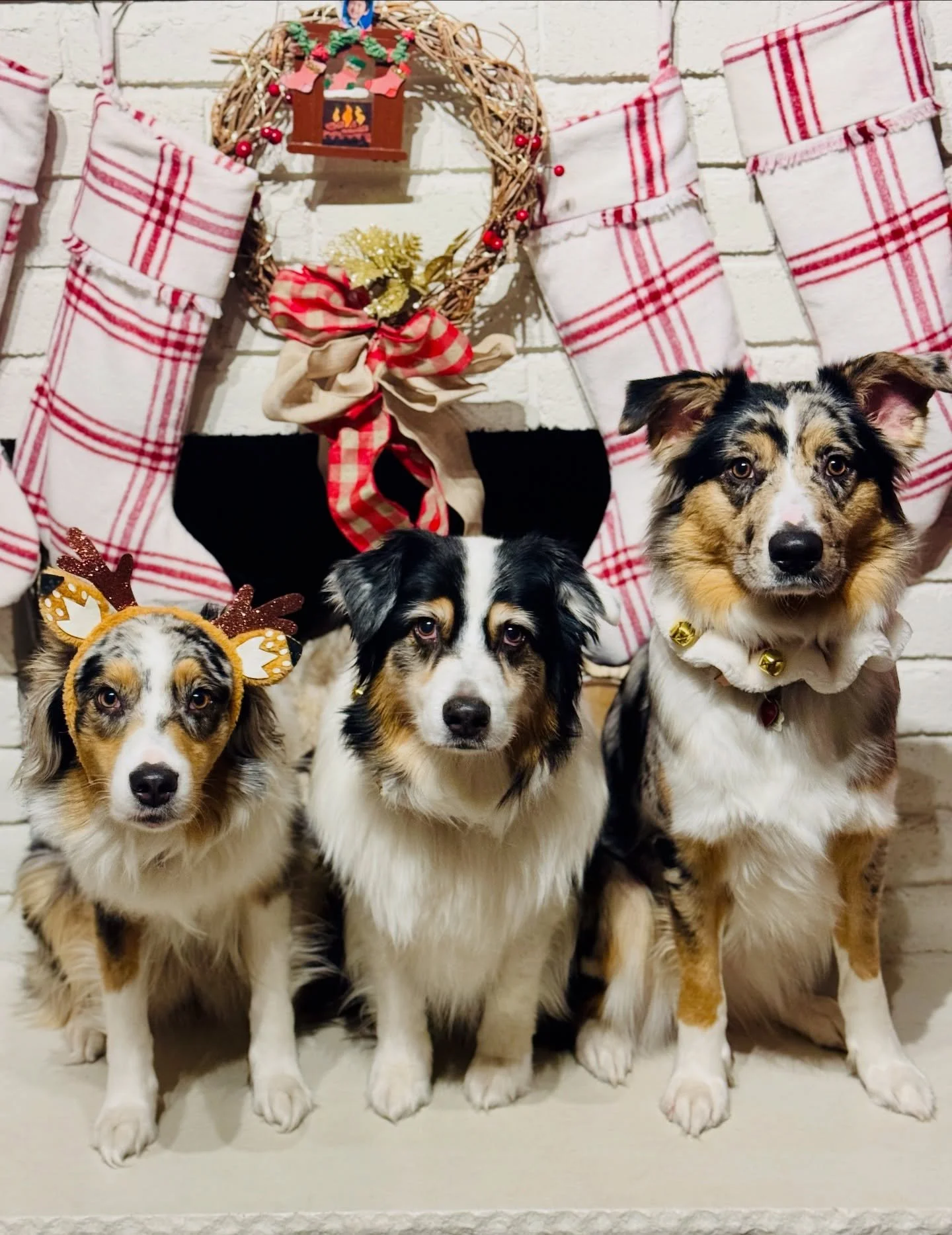 Wishing you a wonderful holiday season 🎄 

#merrychristmas❤️#australianshepard #happyholiday#christmas#aussies