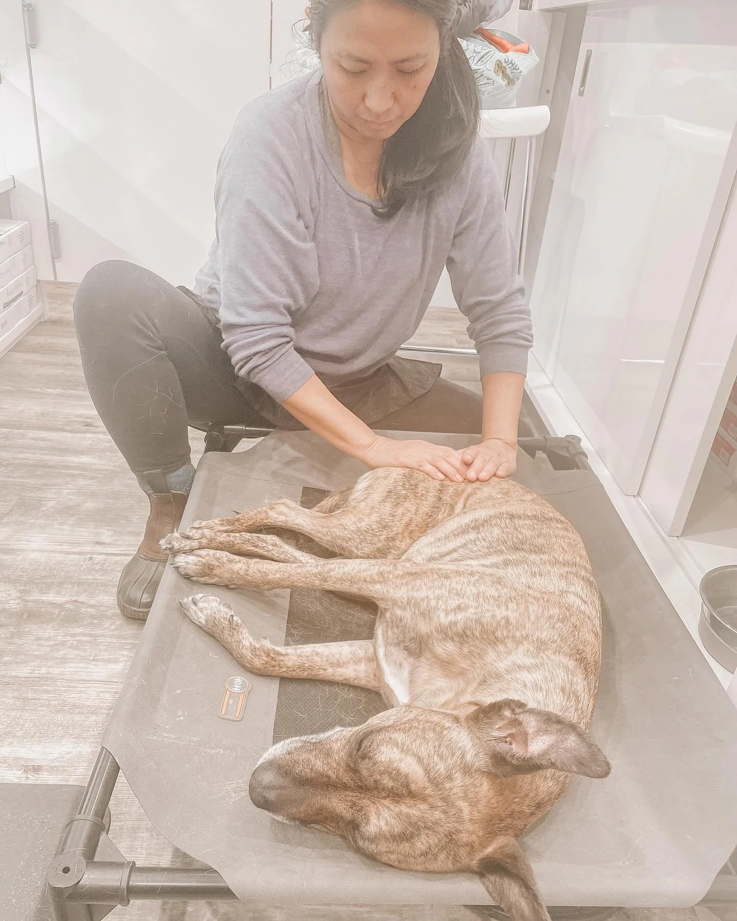 Do you take your pet to work? 
No problem!  I will meet you at your office 🙂 
.
Kanga enjoying her reiki and bodywork session at her mom&rsquo;s work 💛 
.
.
.
.
#zen #dogmassage #caninemassage #caninebodywork  #massageandbodywork #reiki #animalreik