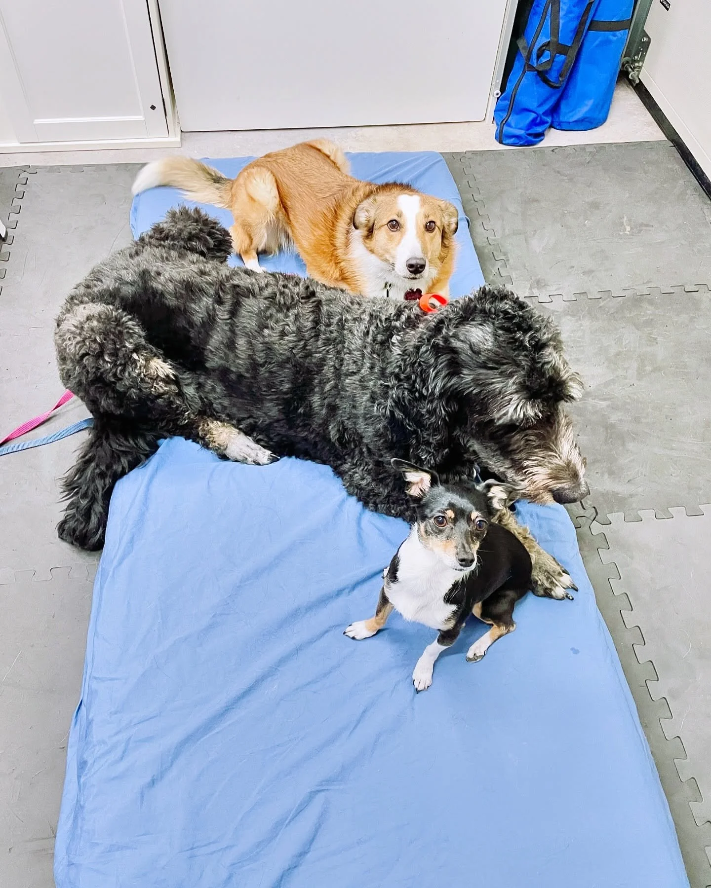 When they all want to be together&hellip; 🥰 

#animalholistictherapy #holistictherapy #holisticpractitioner #holisticwellness #holisticcare#holistichealth #holisticdog #massage #happydog #doghealth #pethealth #holisticpetcare #reiki #animalreiki #do