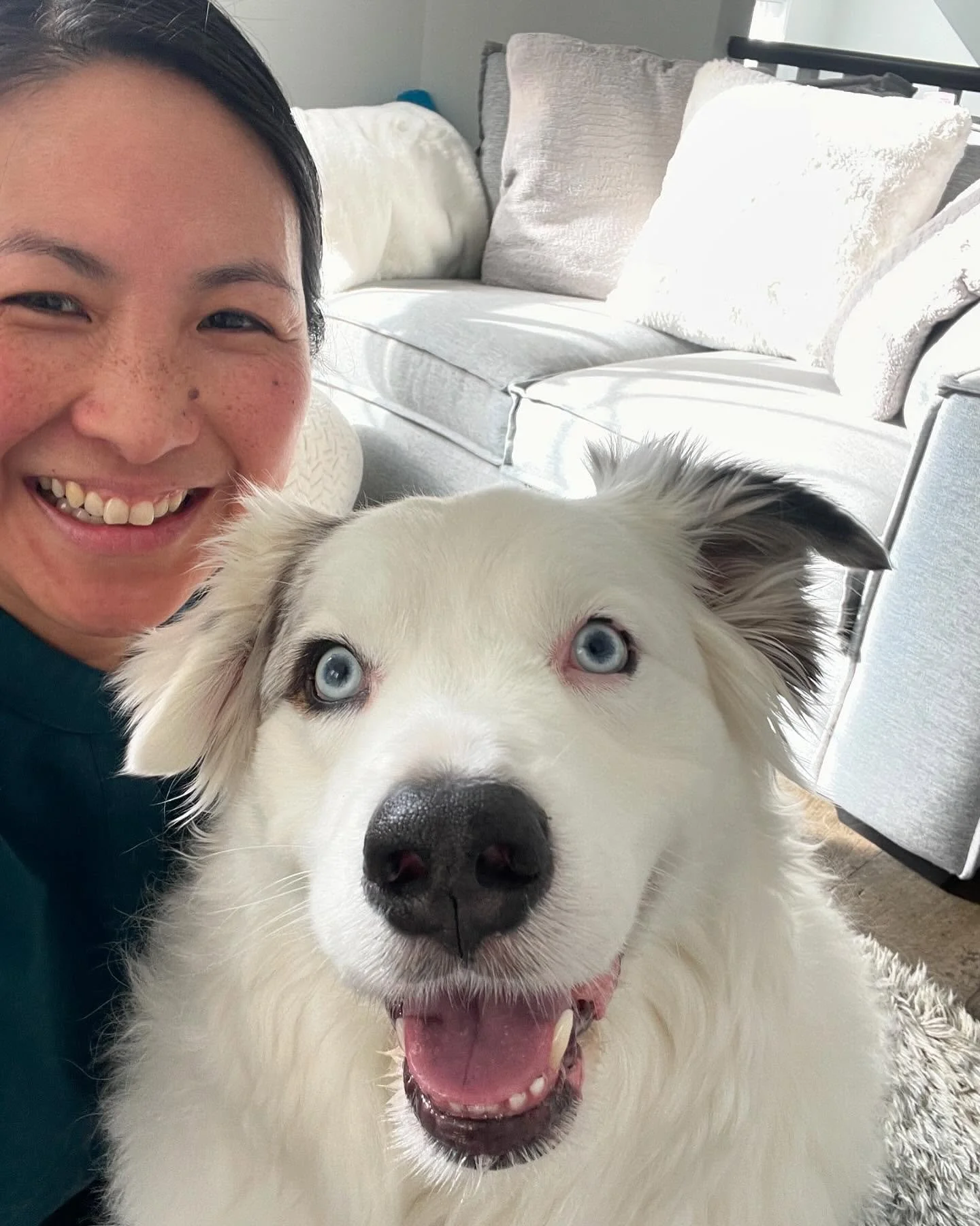 Handsome Guinness✨ he was super happy with my visit and he did great for his first cold laser session 💛 

#animaltherapy #holistictherapy, #caninebodywork #caninemassage #animalreiki #petreiki #holisticpet #holisticdog #meridianmassage #accupressure