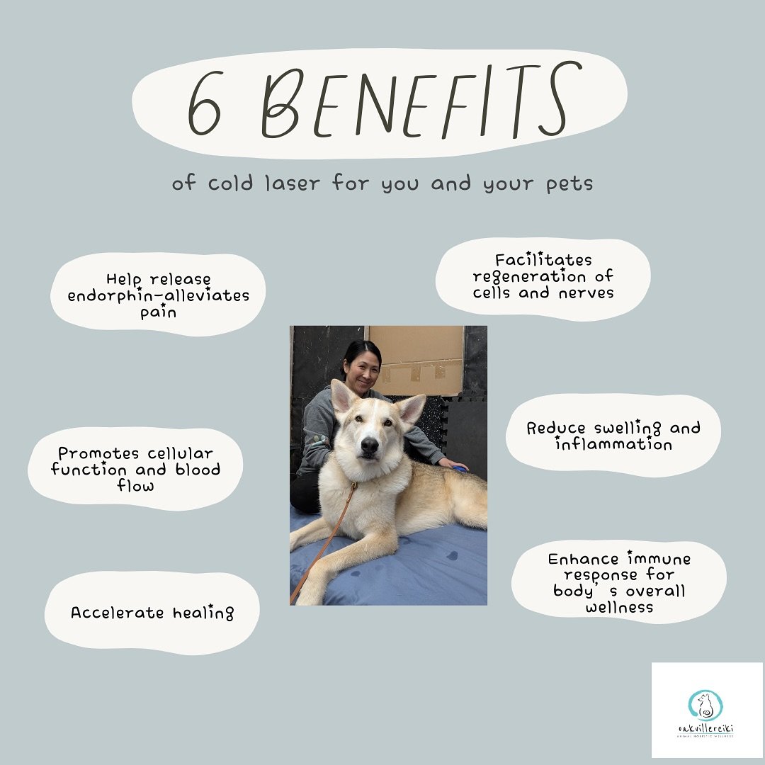 Cold Laser is more than just treating pain❤️&zwj;🩹
Speak to your veterinarian, canine physiotherapist or canine massage therapist to see how it can benefit your pet. 

We love natural solutions 💛

#holistic #holistictherapy #holisticwellness #natur