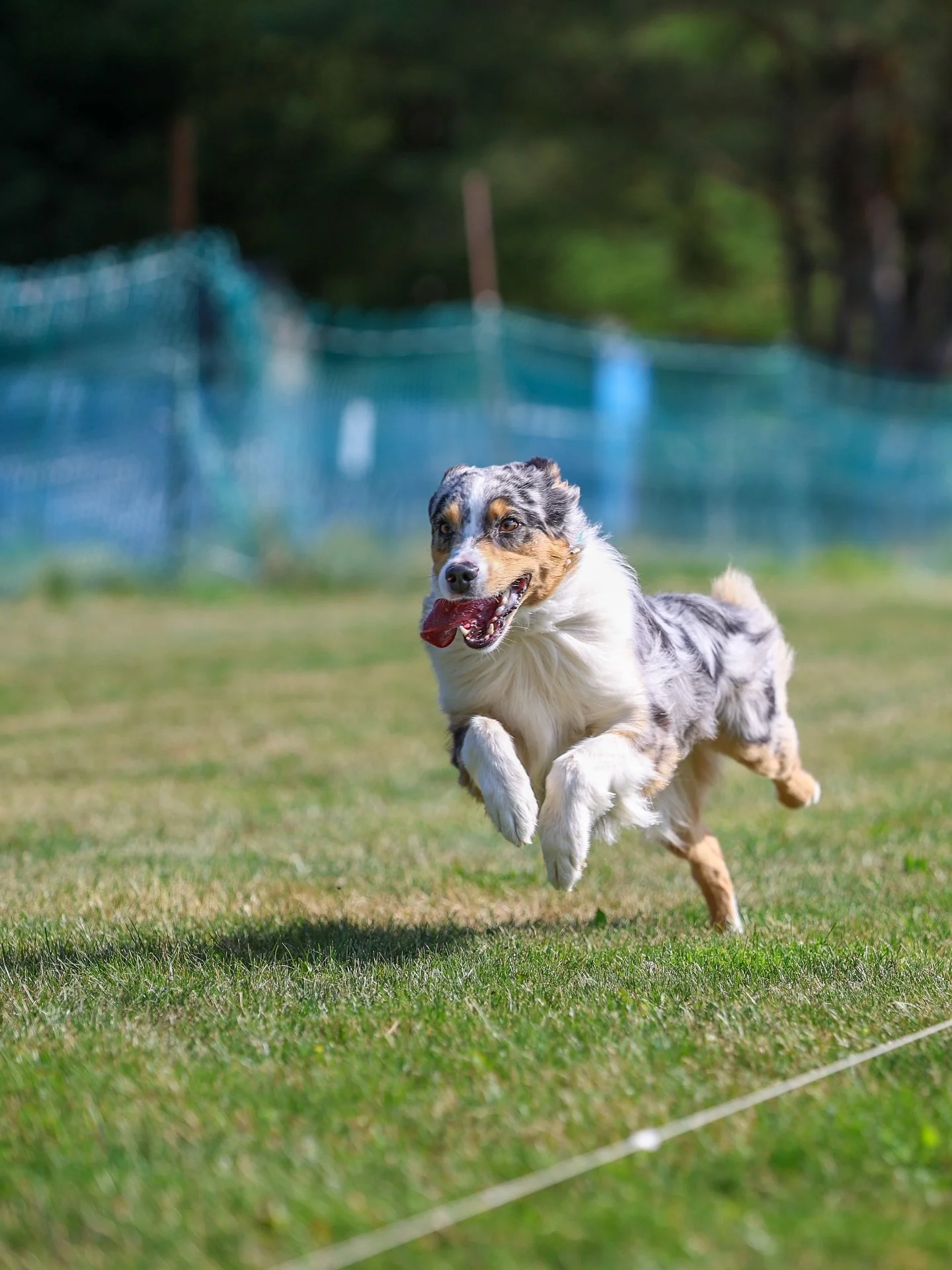 Sometimes you wonder why you spend so much money on dog sports.  Then you see this&hellip; captured so beautifully by 📸 @stella.r.photos 

And this is why✨

Meadow has earned Novice Sprinter title 🏅
Fastest time 7.93!  But her face&hellip;.😆 I&rsq