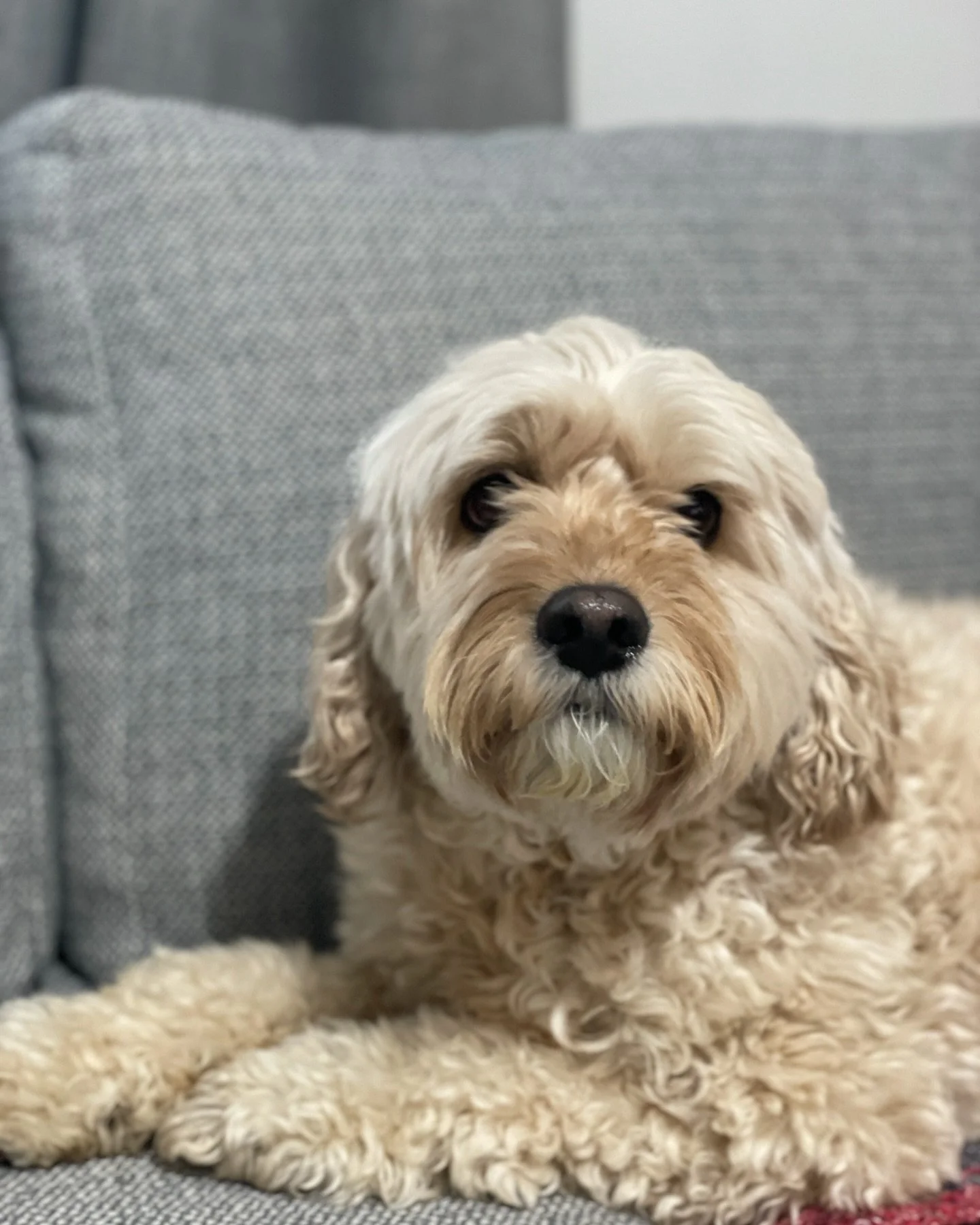 Sweet Bowie 💛

He had an amazing session of bodywork and phototherapy today!  It is normal for the dogs to move around during their sessions.  They might want to drink water, look outside and we always welcome stretches! 

Once they experience how g