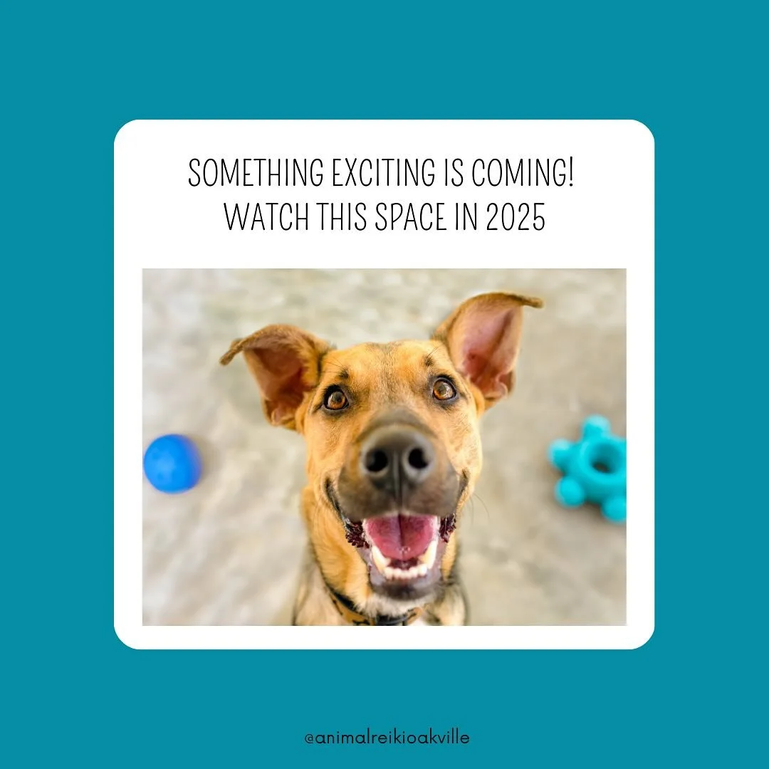 Something exciting is coming in 2025! 
Watch this space💛
.
.
.
.
#somethingnew #newservice #somethingexciting #watchthisspace #2025 #newyearschallenge #continuingeducation #studyingagain #surprise #animalreiki #petreiki #dogreiki #catreiki #caninebo