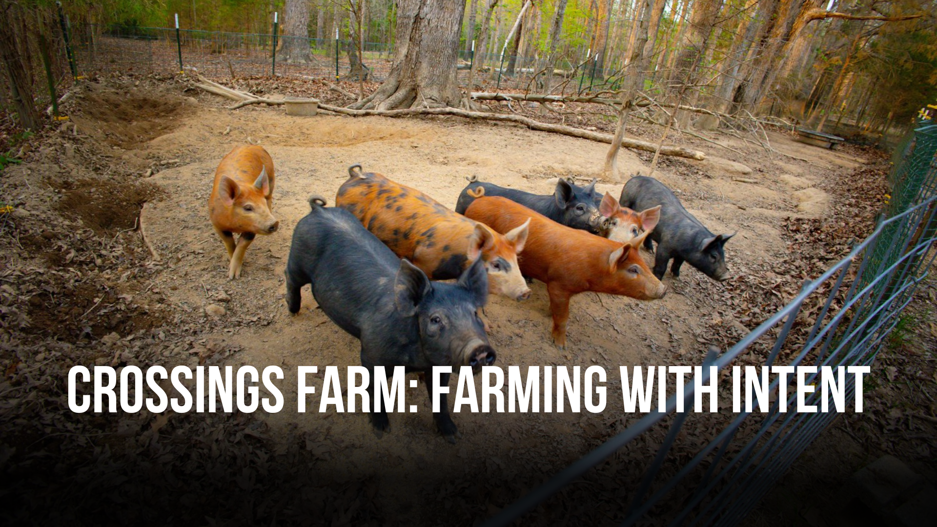 Crossings Farm: Farming with Intent — DavidsonLocal.com
