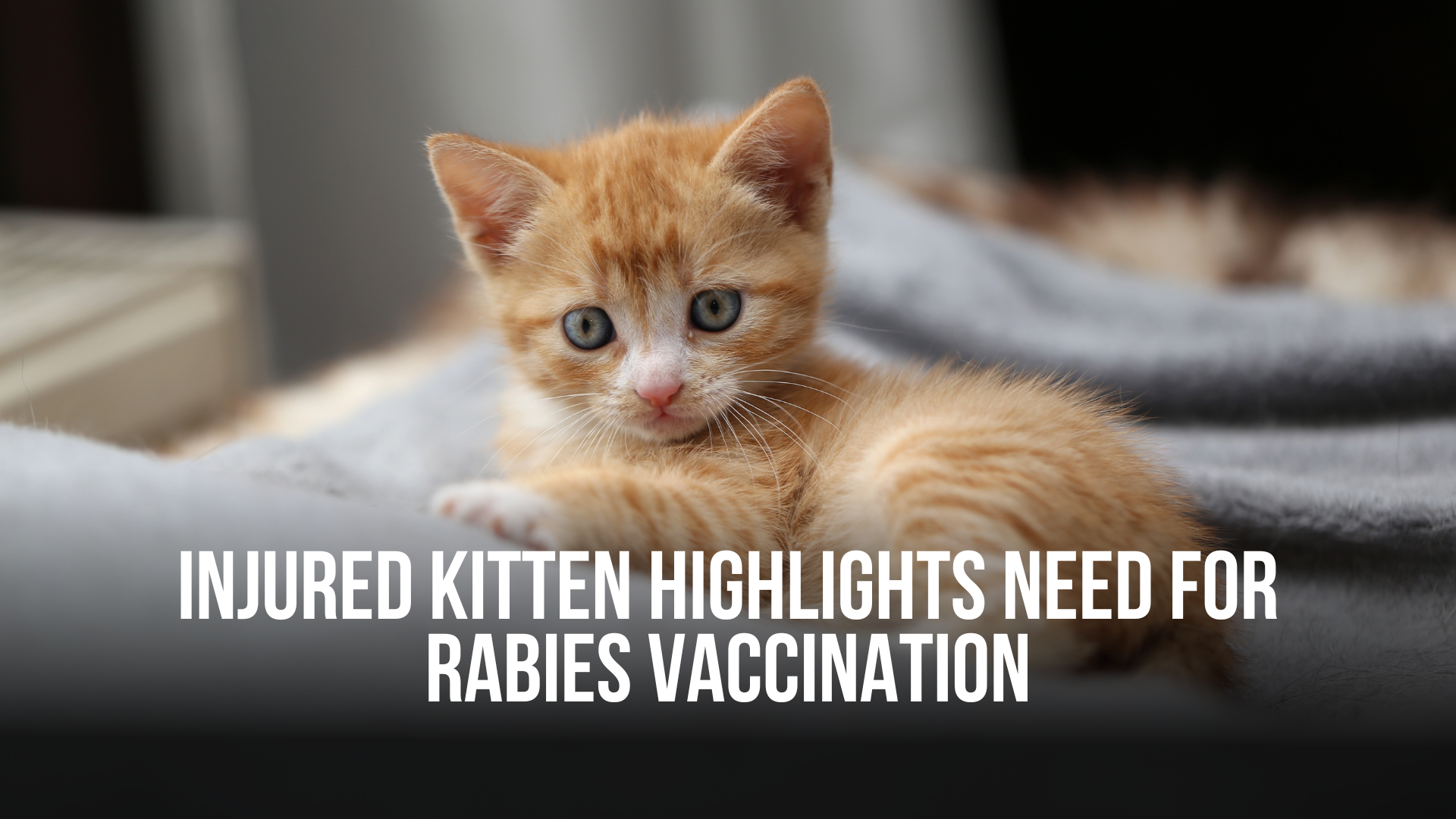 Injured kitten highlights need for Rabies vaccination —