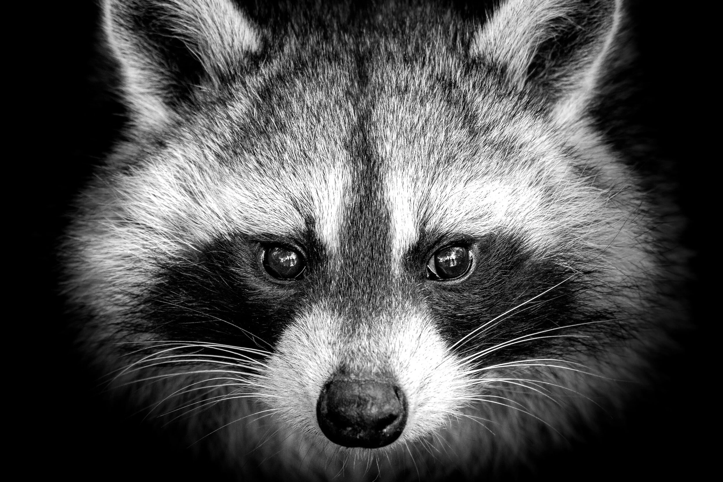 Alert En Espanol: Raccoon Confirmed Positive for Rabies in Davidson County