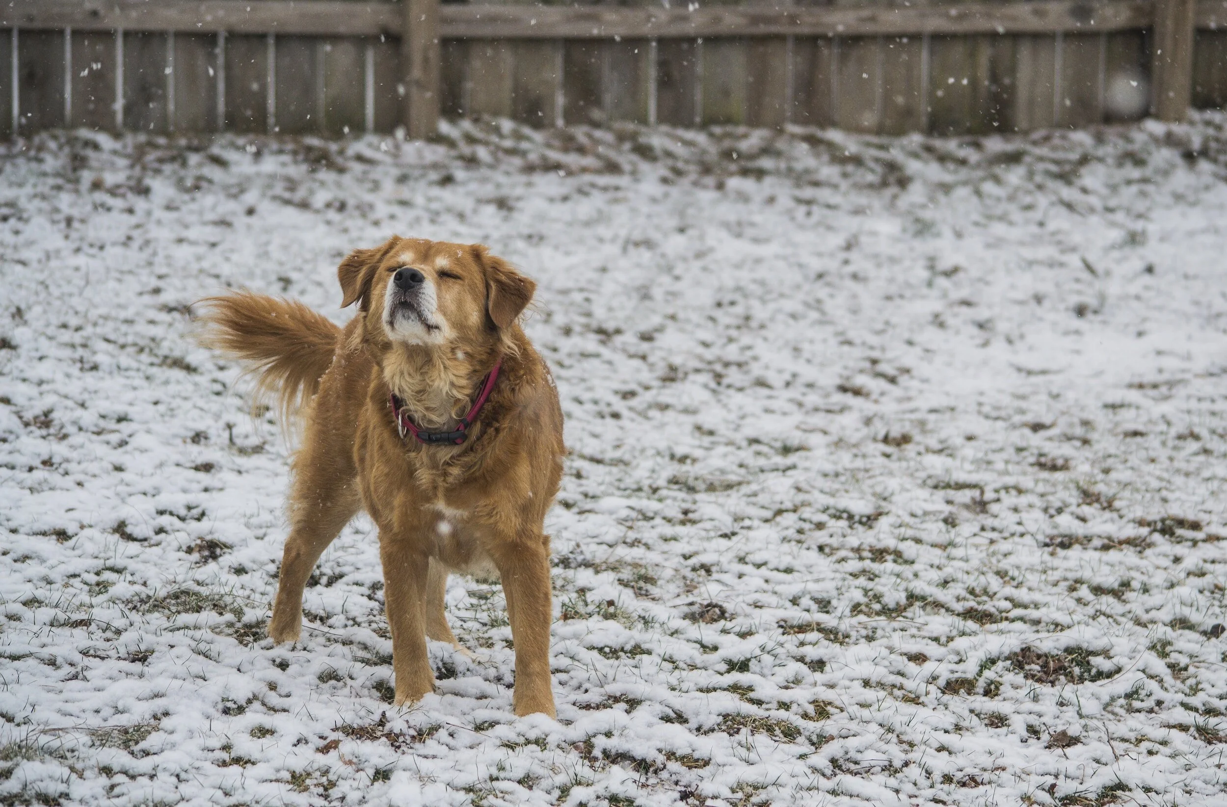 Davidson County Sheriff's Office: Take winter weather precautions for outdoor pets