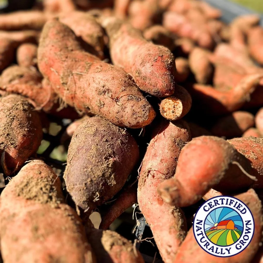 Column: February is US National Sweet Potato Month