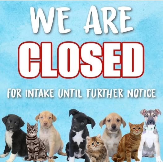 Animal Shelter closes due to virus outbreak