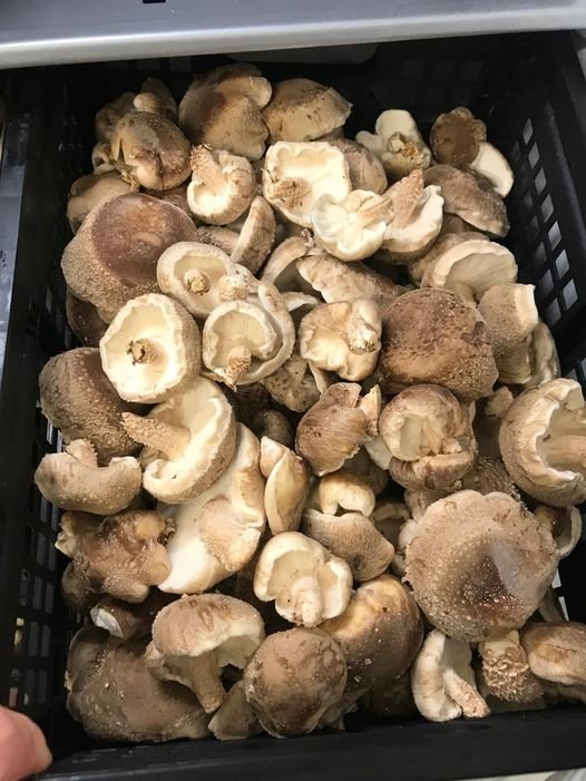 Two Men and a Little Farm: DEHYDRATING MUSHROOMS