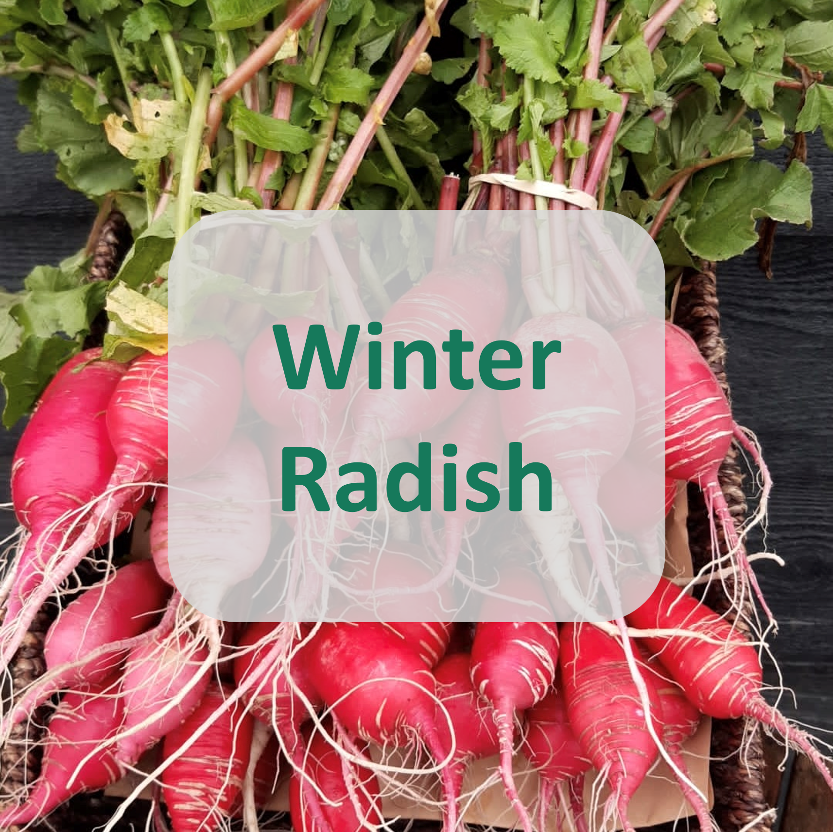 WinterRadish.png