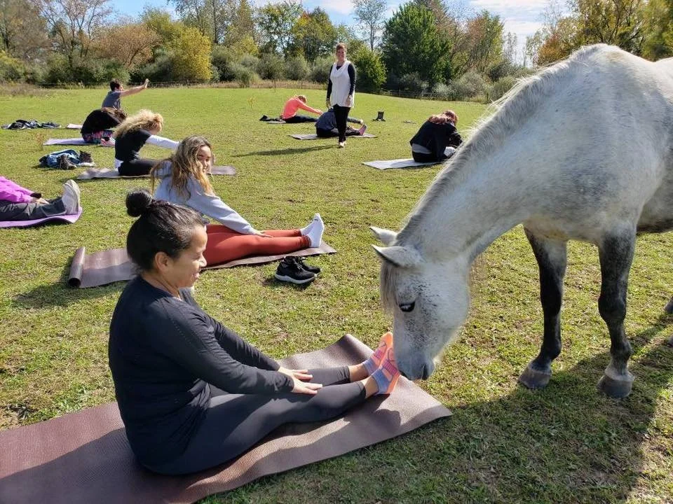 People practicing yoga on mats outdoors with a horse approaching a woman sitting on a mat.