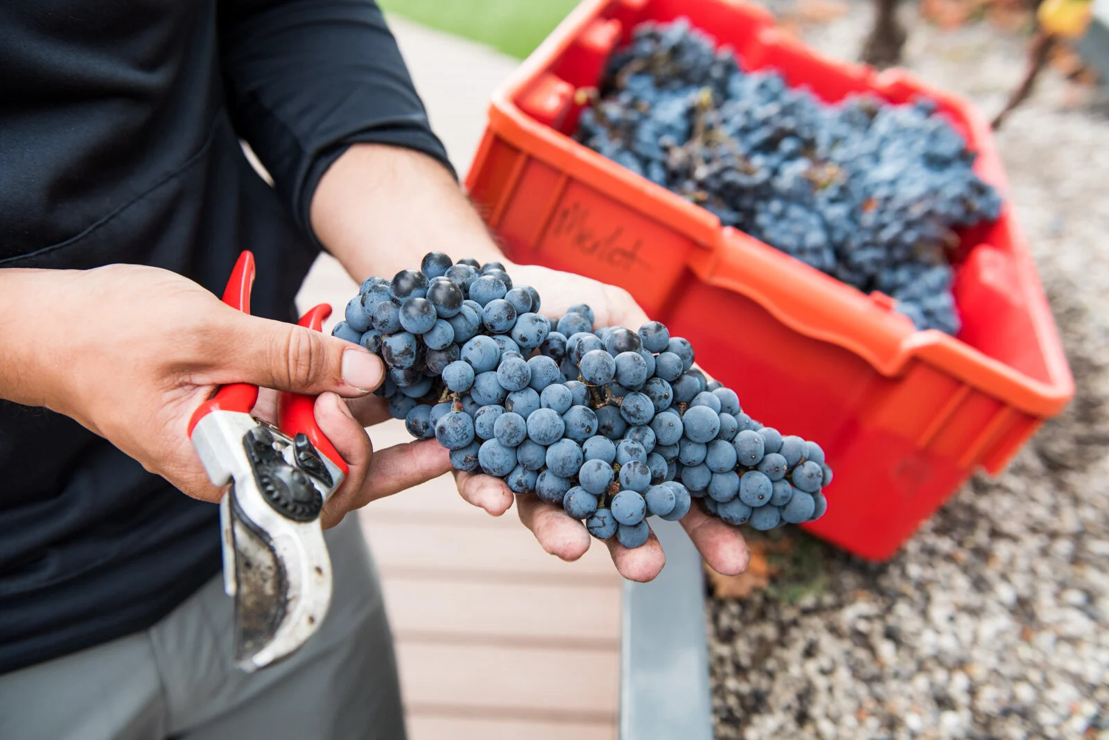 grape-harvest-brooklyn-vineyard.jpg