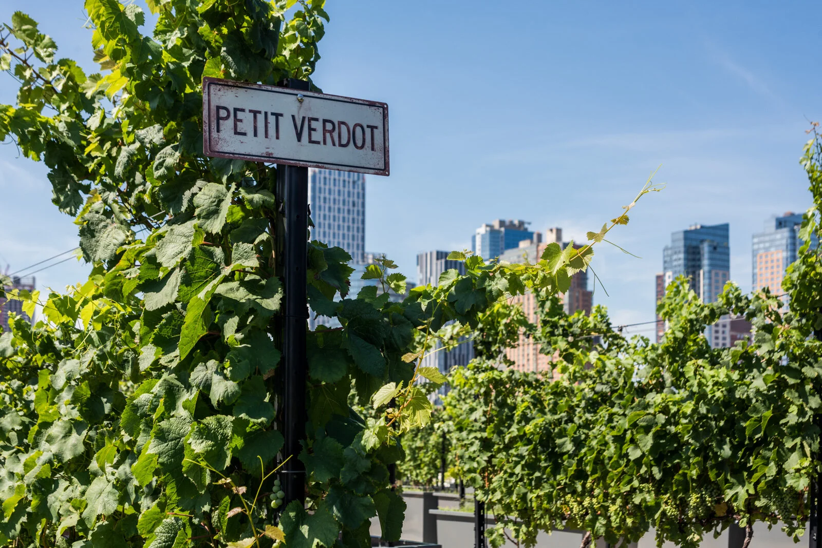 petit-verdot-wine-grape-vine.jpg