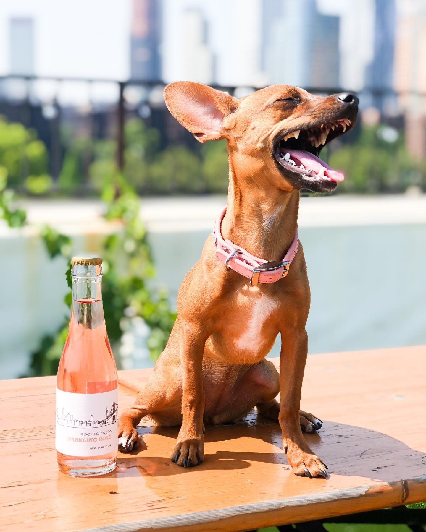 💖Great things come in small packages💖

No cute puppies or mini Sparkling Ros&eacute; bottles were harmed in the making of this post ✨💘🐶

#rooftopreds #wine #puppy #sparklingwine #newyork #nycbar #nywine #brooklyn #newyorkwine #rooftopbar #sunshin