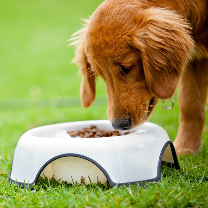 should dogs eat grains