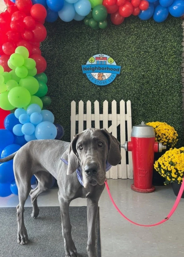 A young gray Great Dane dog with a purple bandana around its neck standing indoors on a gray carpet, in front of a decorative backdrop with colorful balloons, a small white picket fence, a red fire hydrant, yellow flowers, and a sign that reads 'Neighborhood Pet Store Day'.