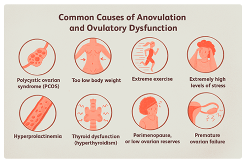 Anovulatory Cycle: What Is It, Causes, Treatment, and More