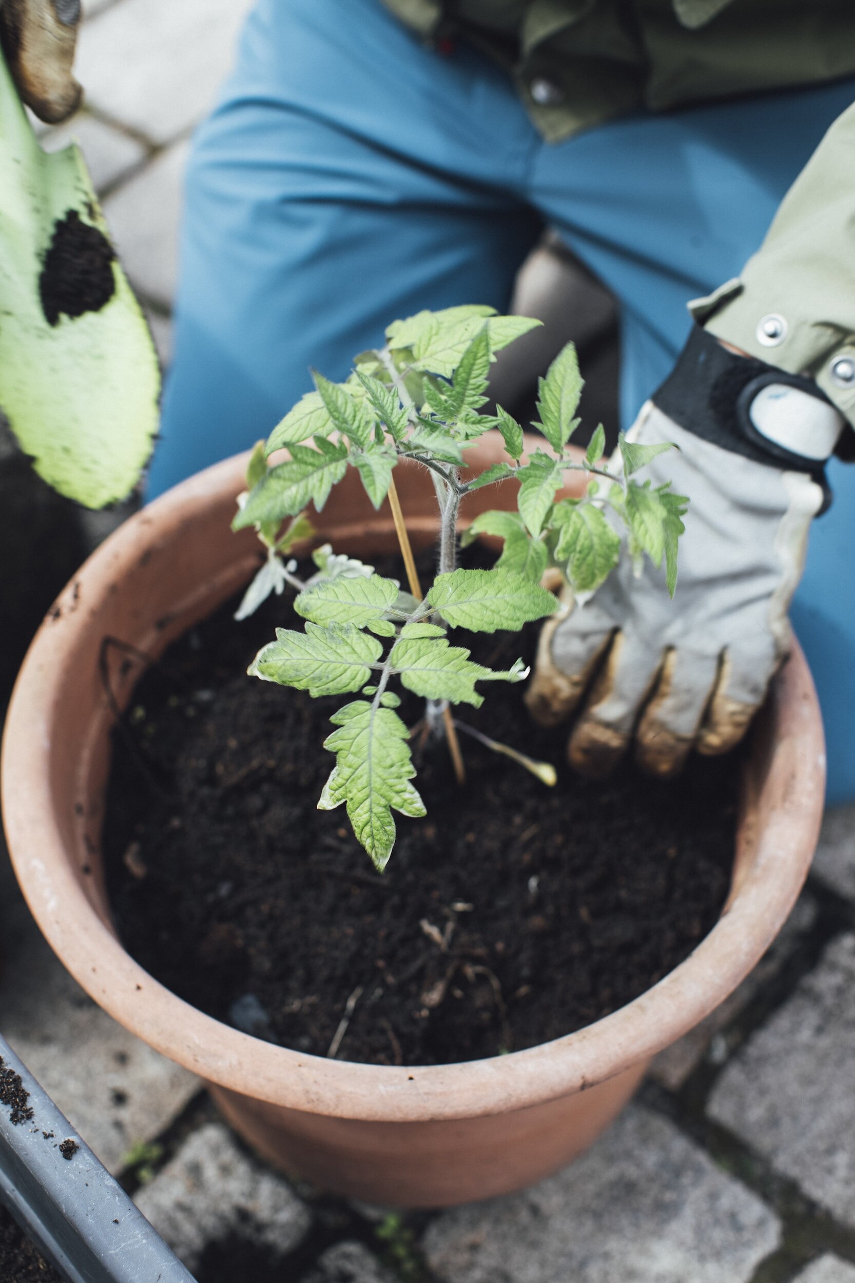 Farm Plant Sale