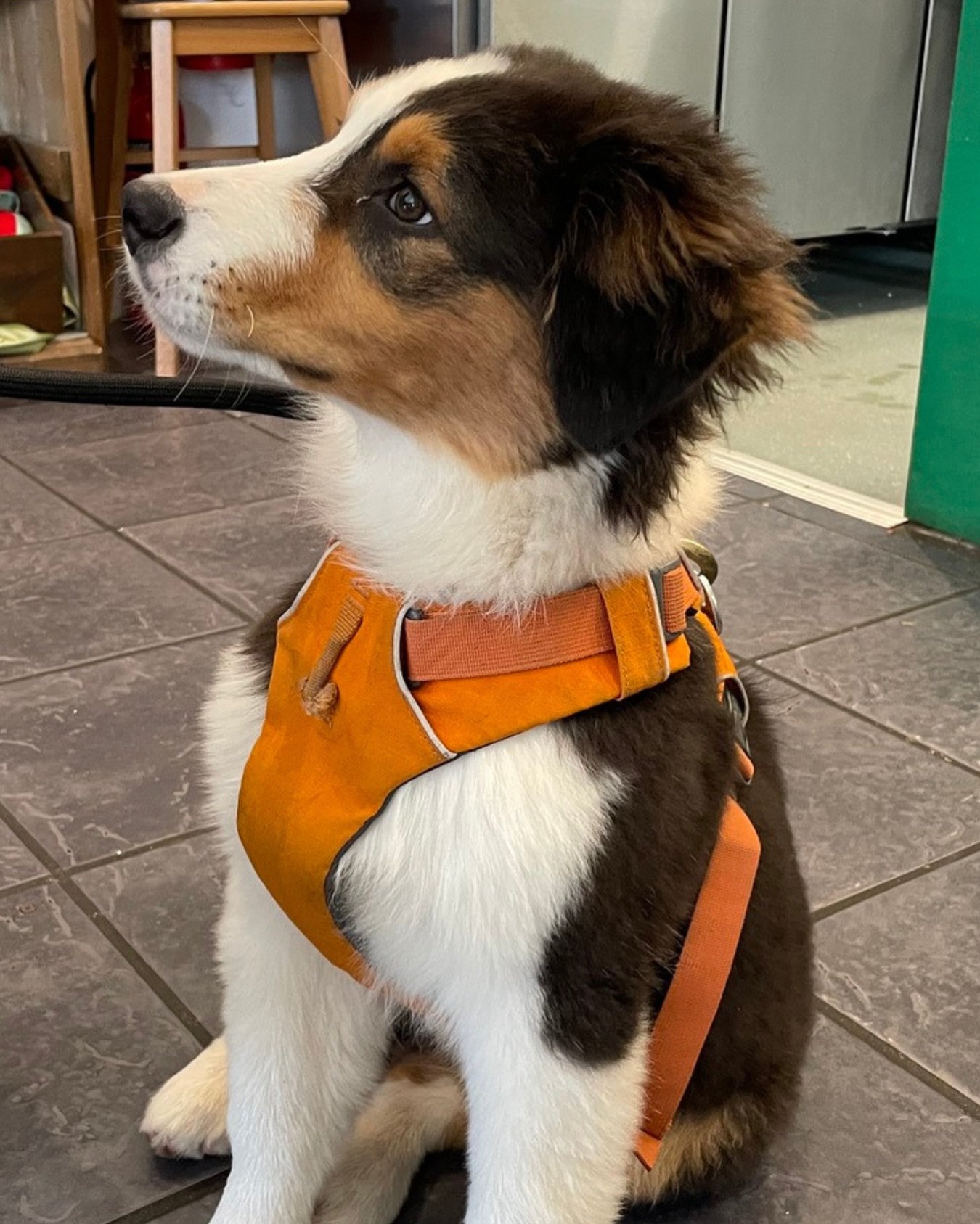 Lovely to meet Bodie the puppy in the cafe last week and thank you @chefdannyjack for paying a meal forward 💚

Just a reminder that our funding boost for winter has now finished and we&rsquo;re completely dependent on your generous contributions for