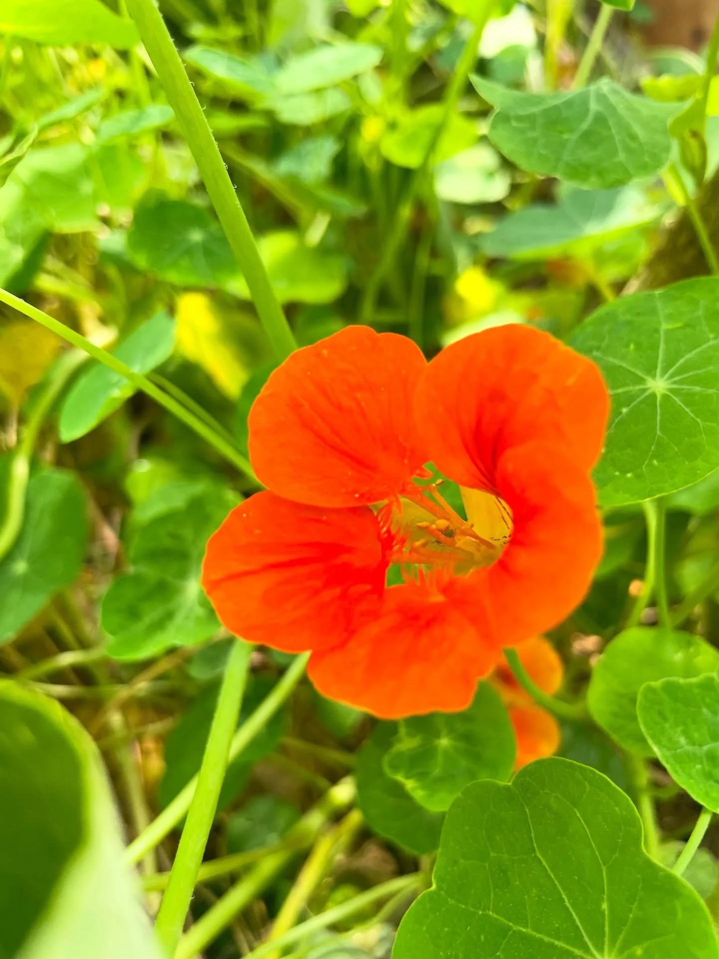 Salad leaves still going strong at our sister project @loughboroughfarm, with beautiful nasturtiums in bloom — fresh, local, and great to add to our café dishes and decorations β¨
Scroll through for some of the summer growing highlights