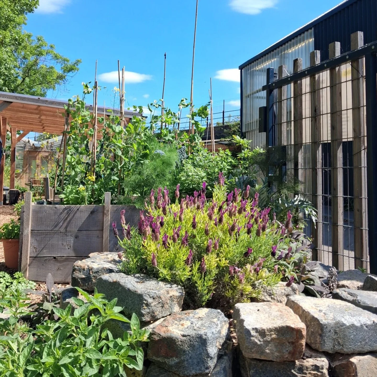 Our sister project @loughboroughfarm are holding their monthly market this Saturday 6 June 11am&ndash;3pm and we&rsquo;ll be open too 🌱

Stop by for a coffee, tea, or snack before heading across the road to browse their fantastic selection of plants