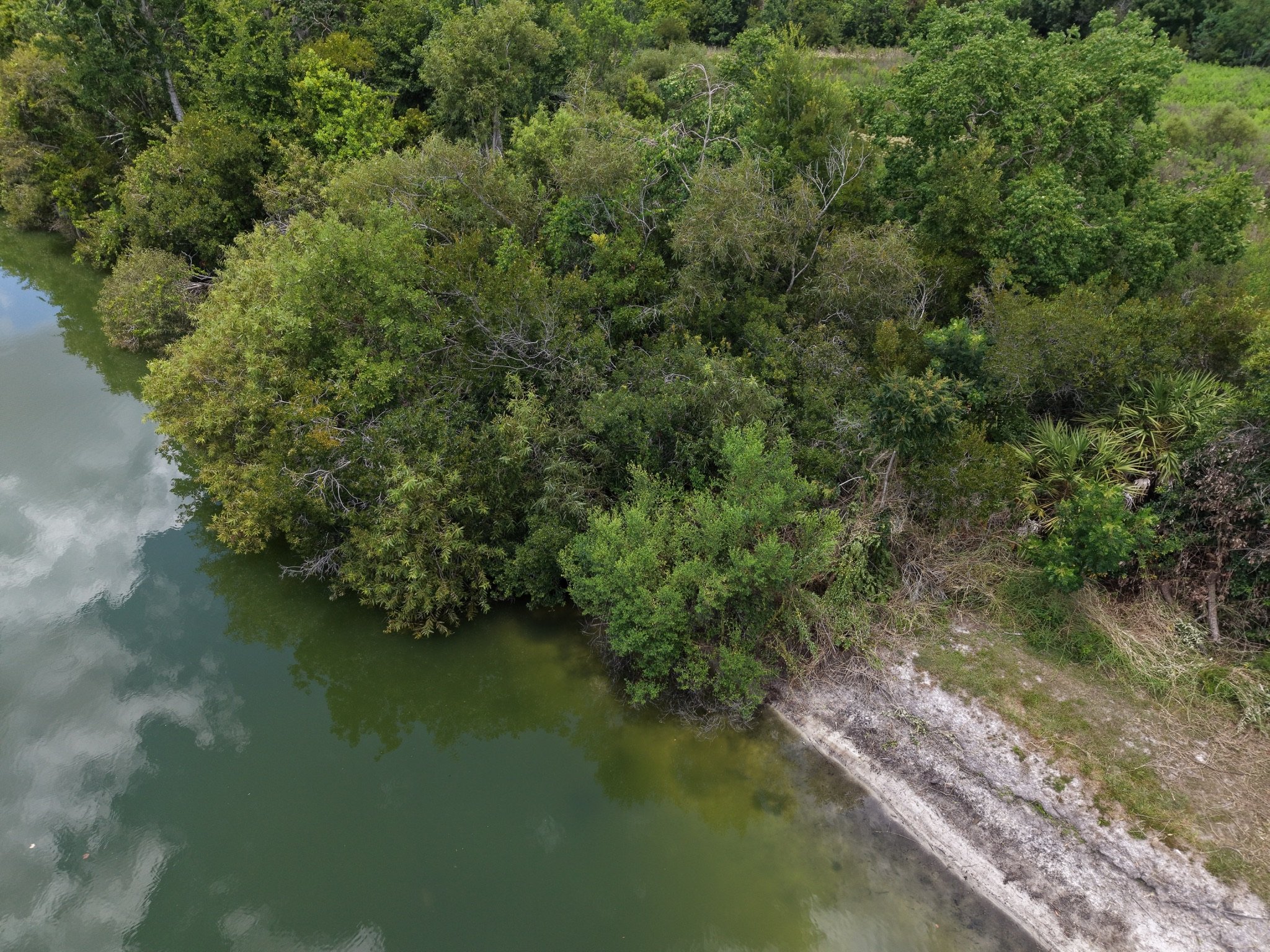 Florida Invasive Plants and How to Remove Them