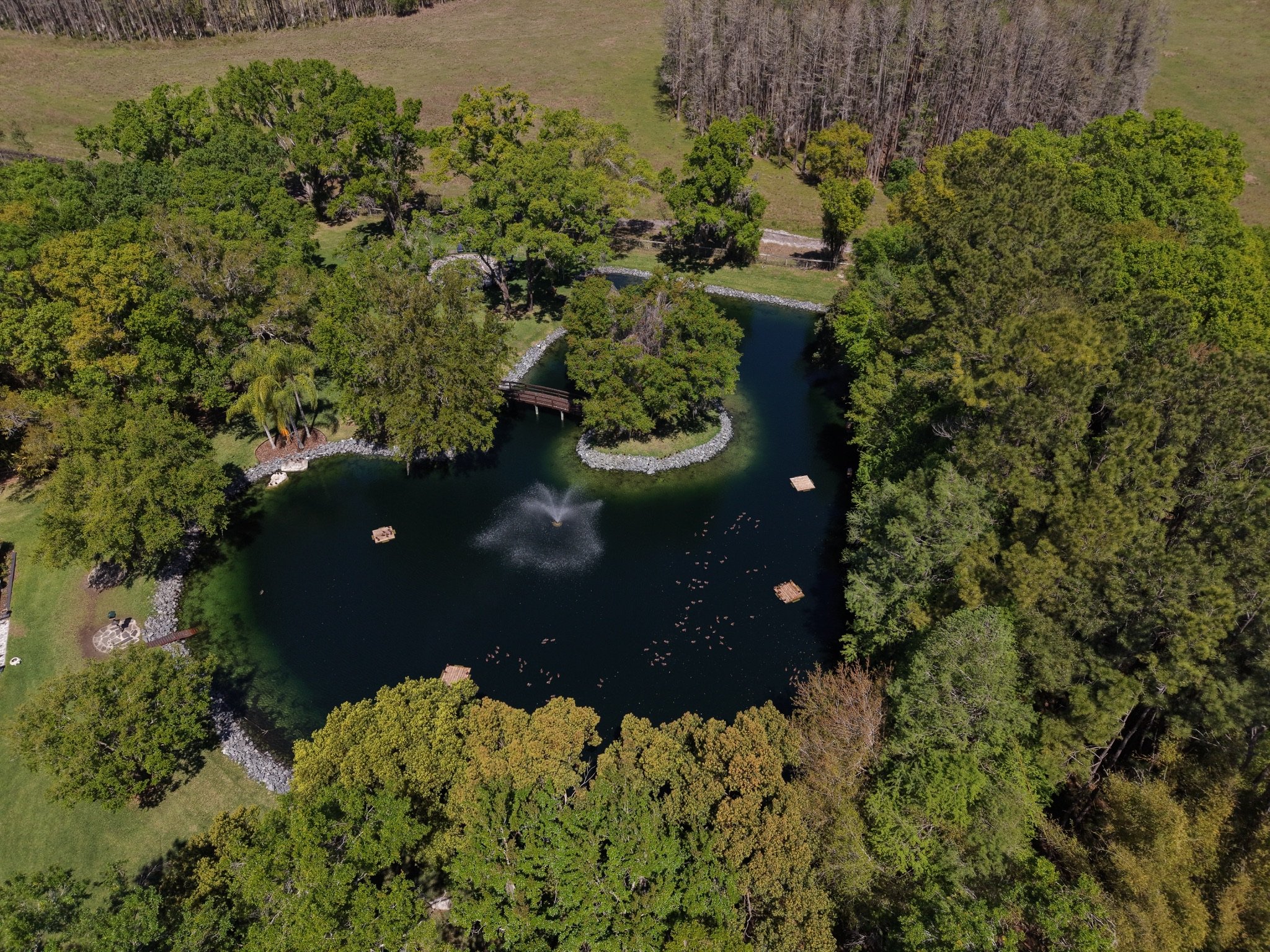 Why Does My Backyard Pond Smell and Look So Bad?