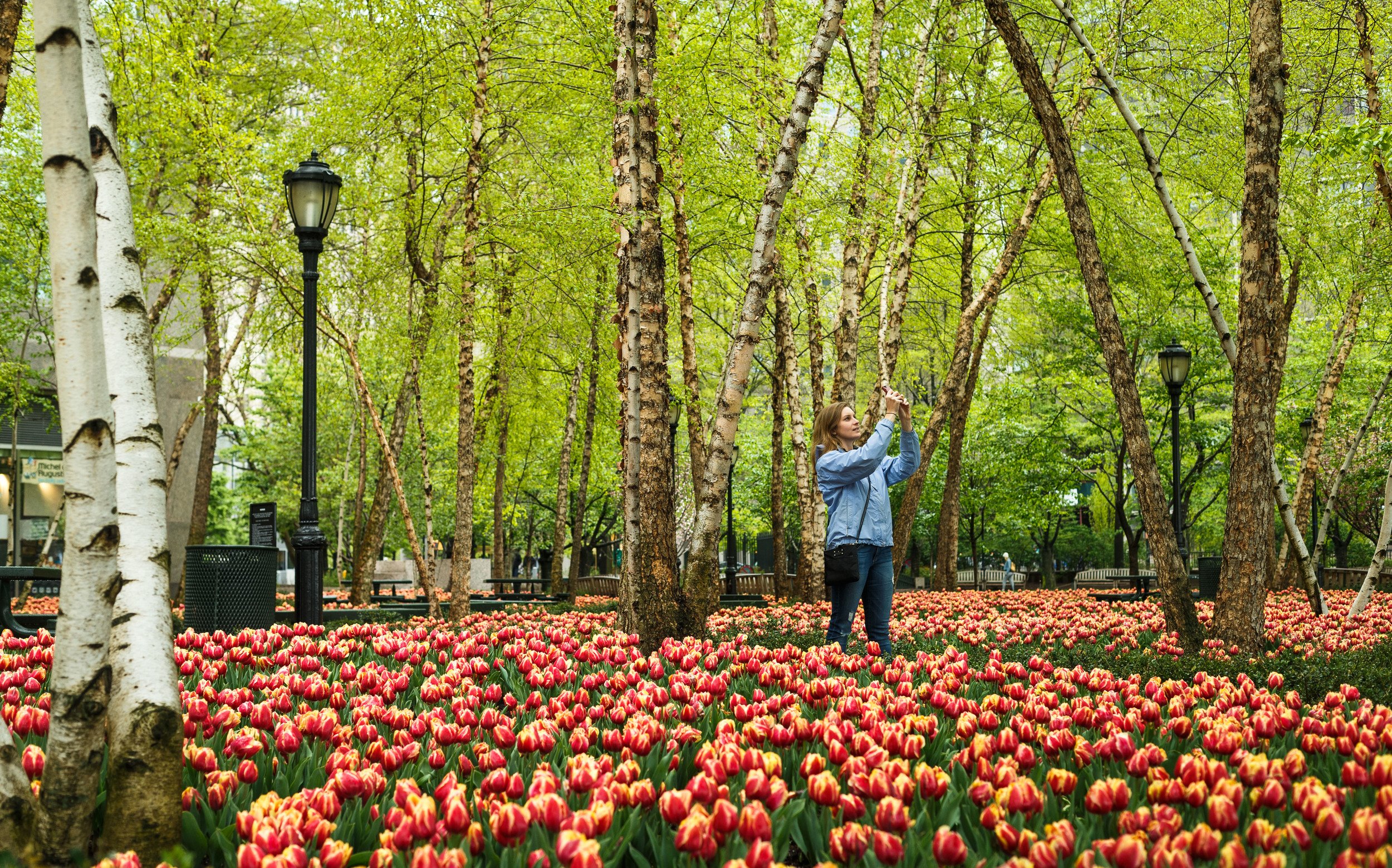 LOS MEJORES LUGARES PARA VER TULIPANES EN NUEVA YORK - 2025