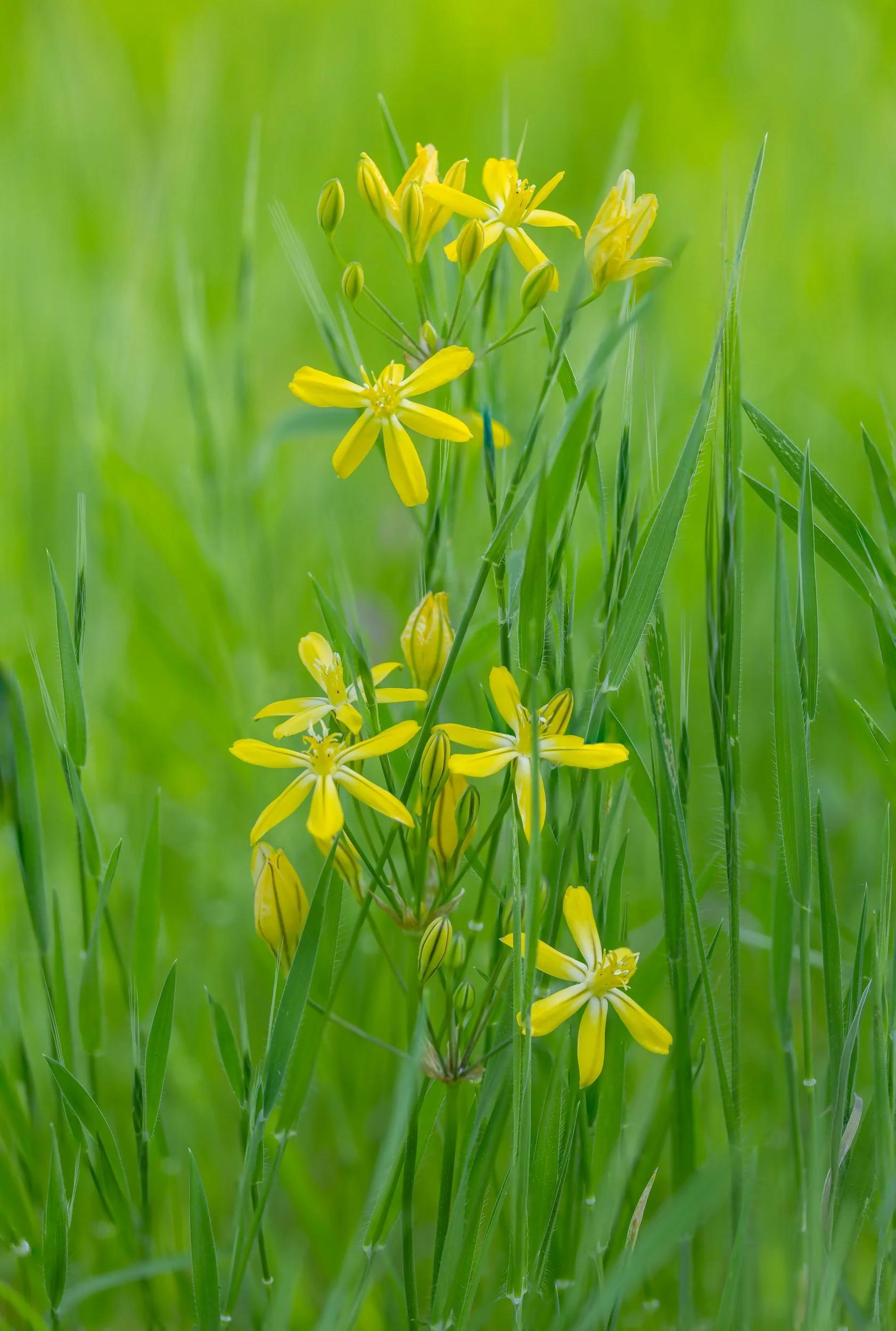 Folsom Lake flowers

