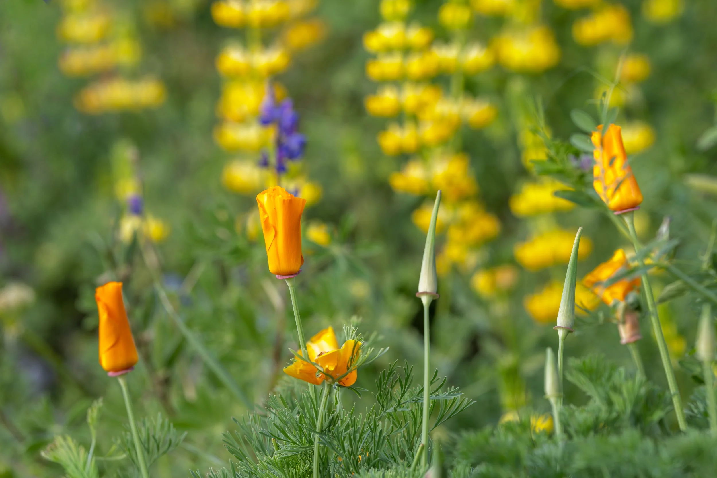 Spring-Bloom-Web.jpg