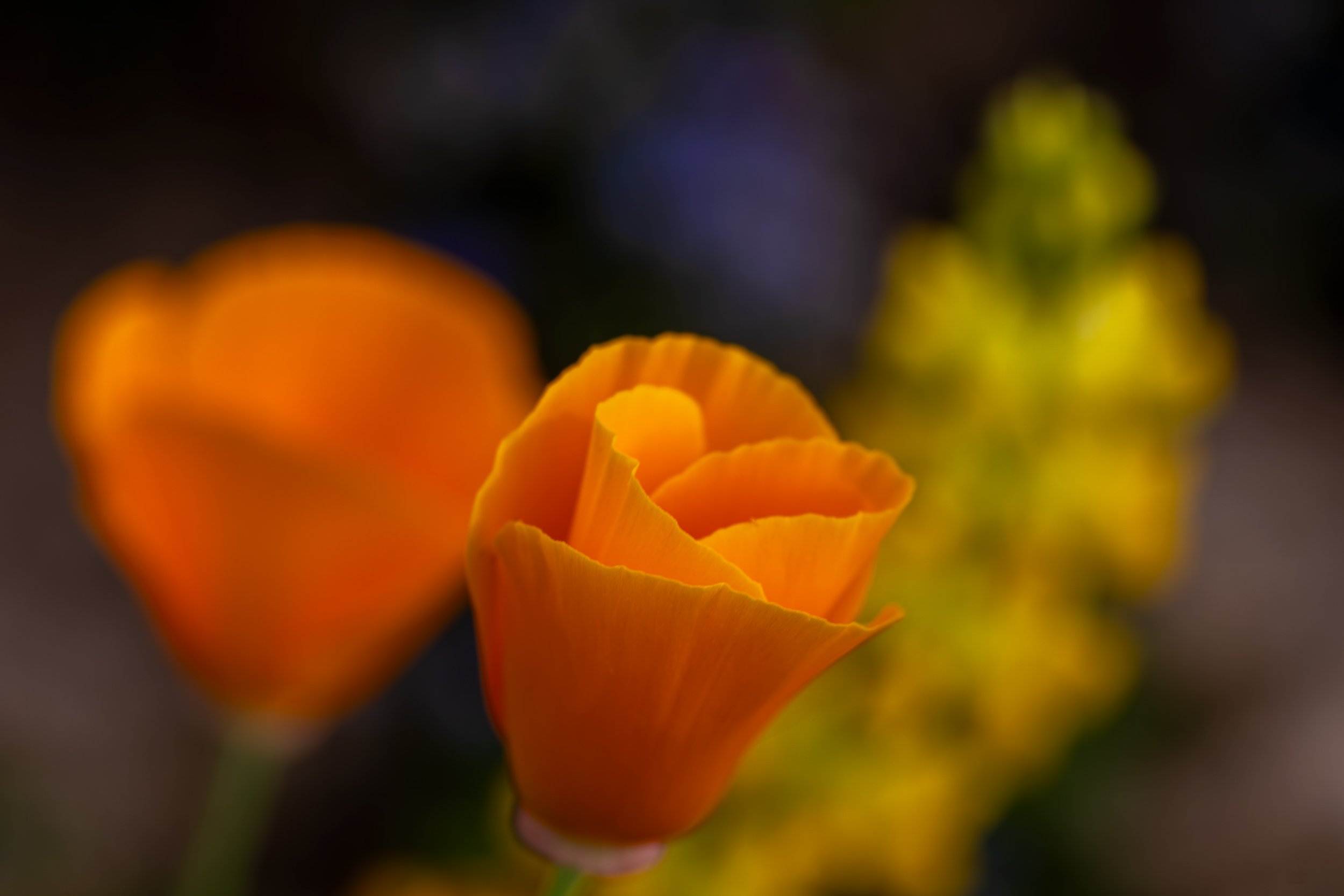 Poppy-Web.jpg