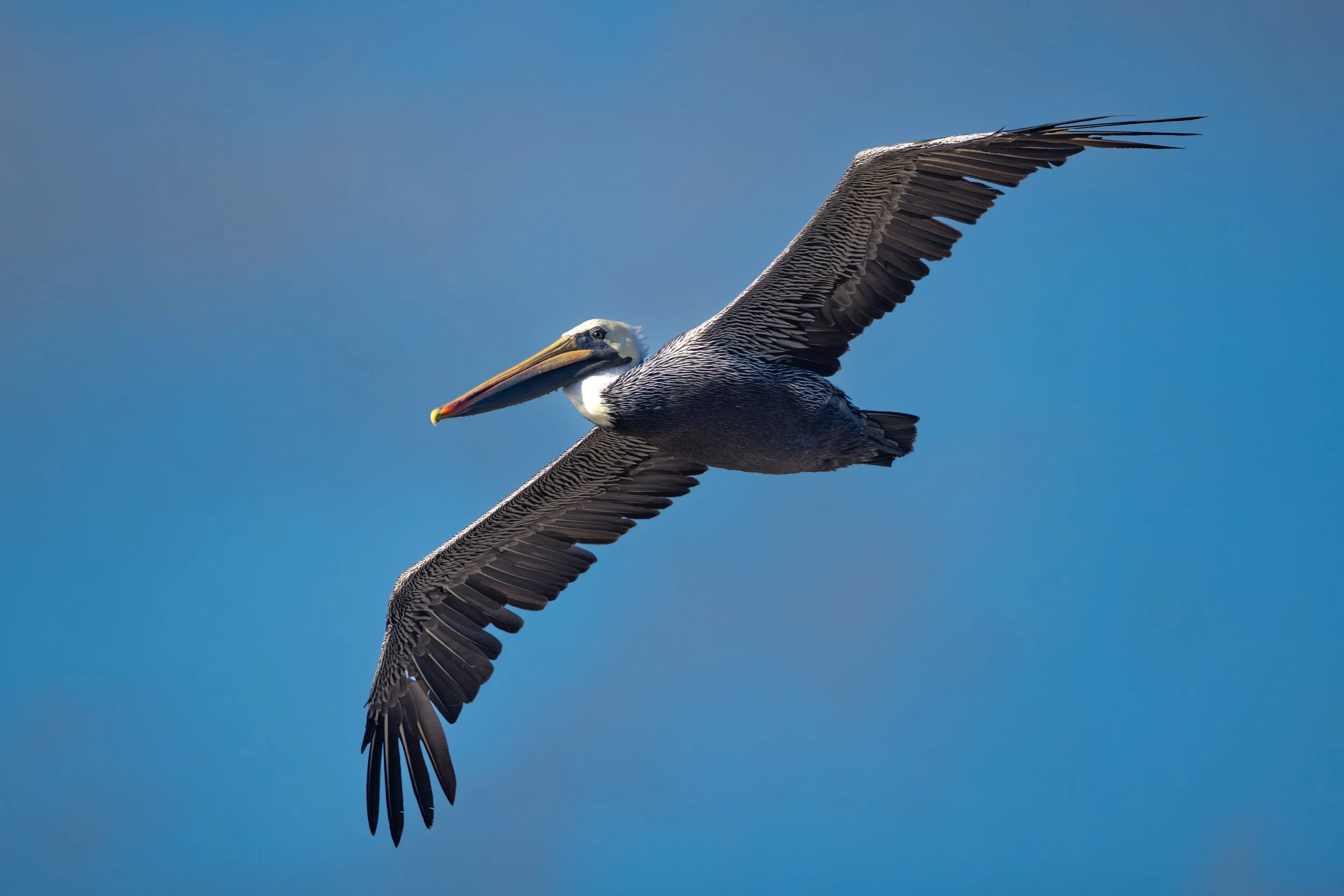 Pelican-1-Web.jpg