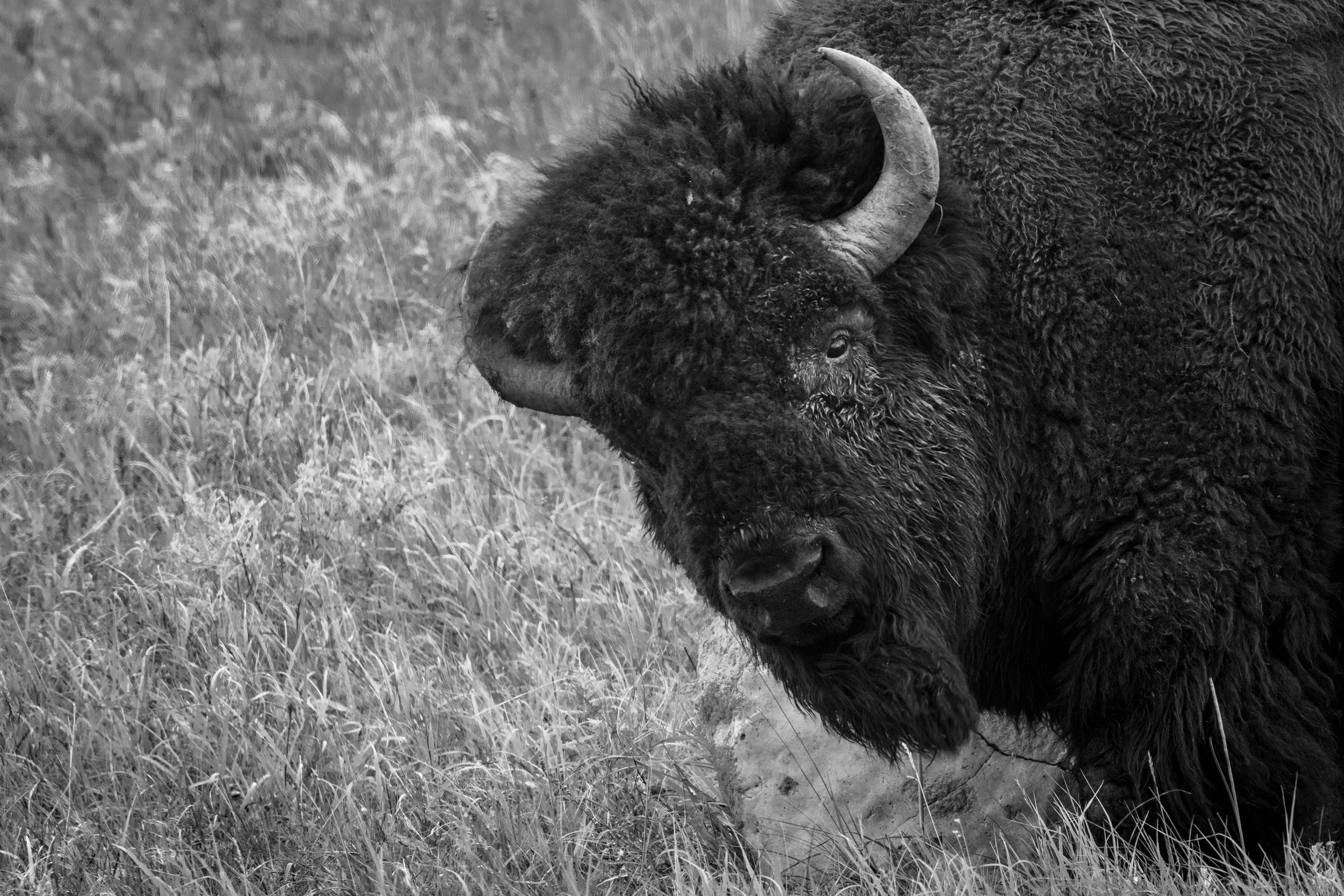 Bison-Bison-#2-Web.jpg