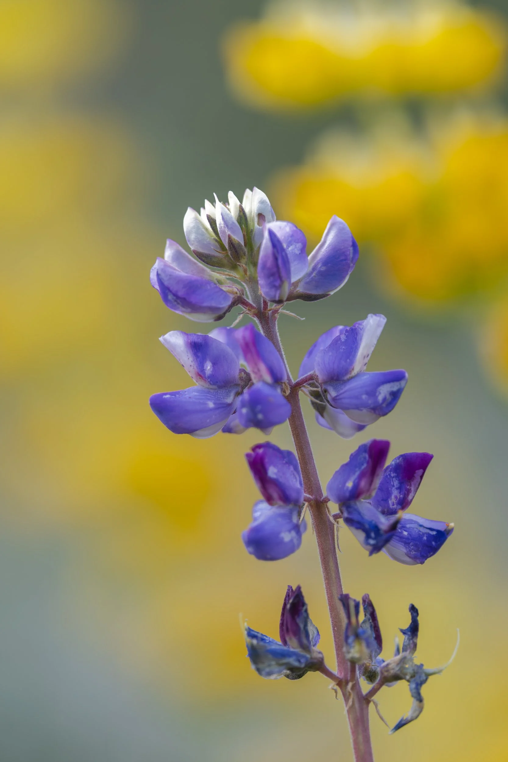 Lupine-Web.jpg